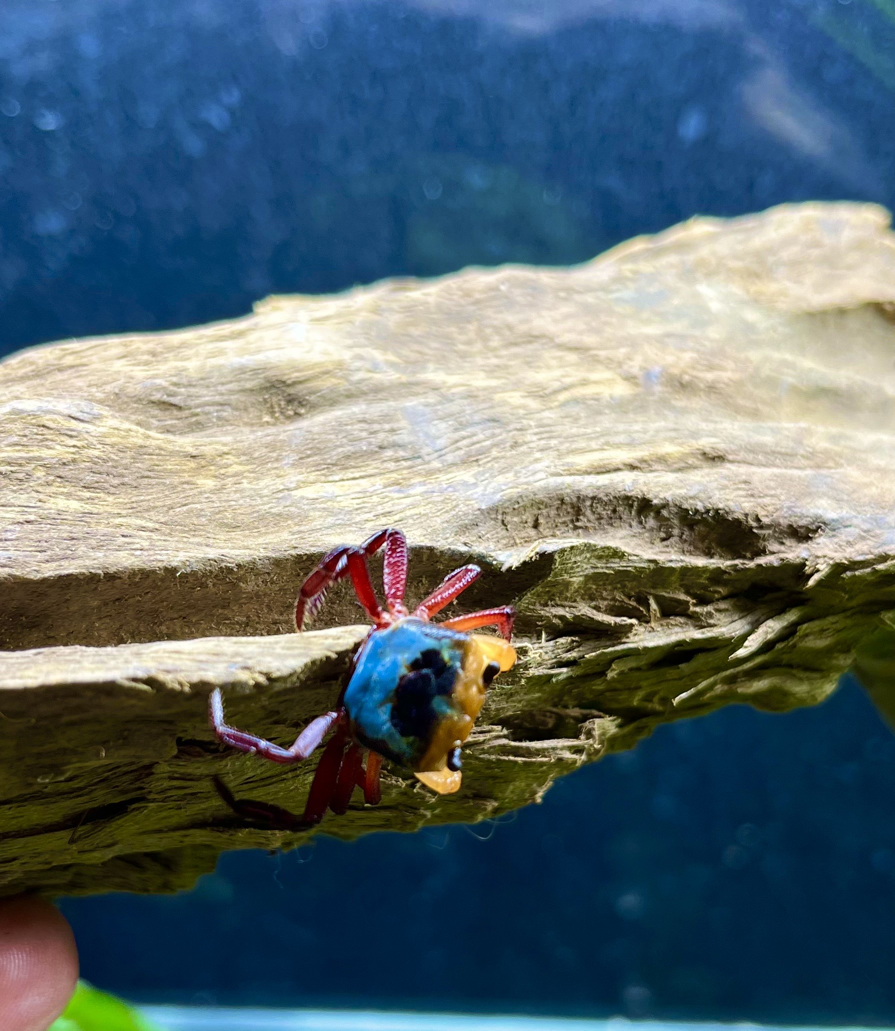 Crabe tricolore de Bornéo - Lepidothelphusa menneri