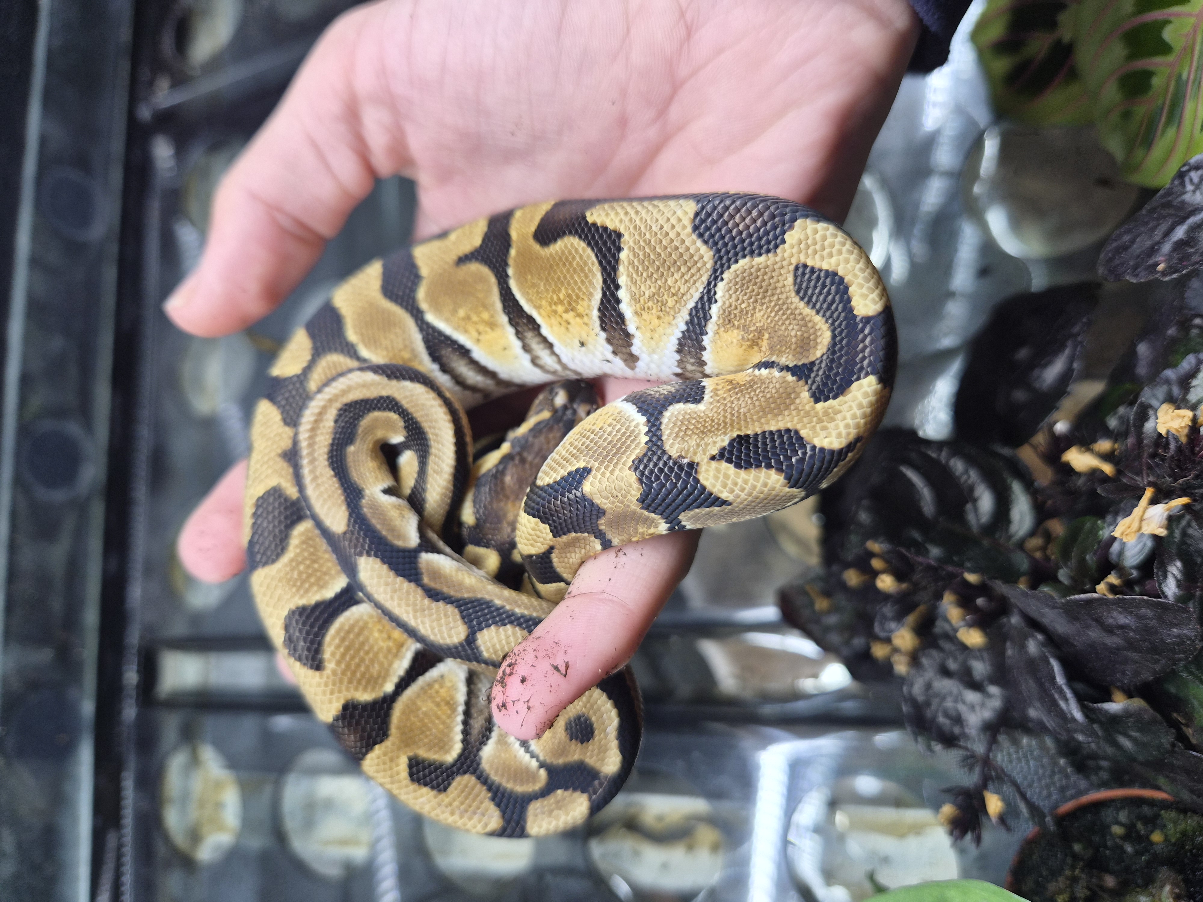 Python royal - Pastel Enchi het Clown