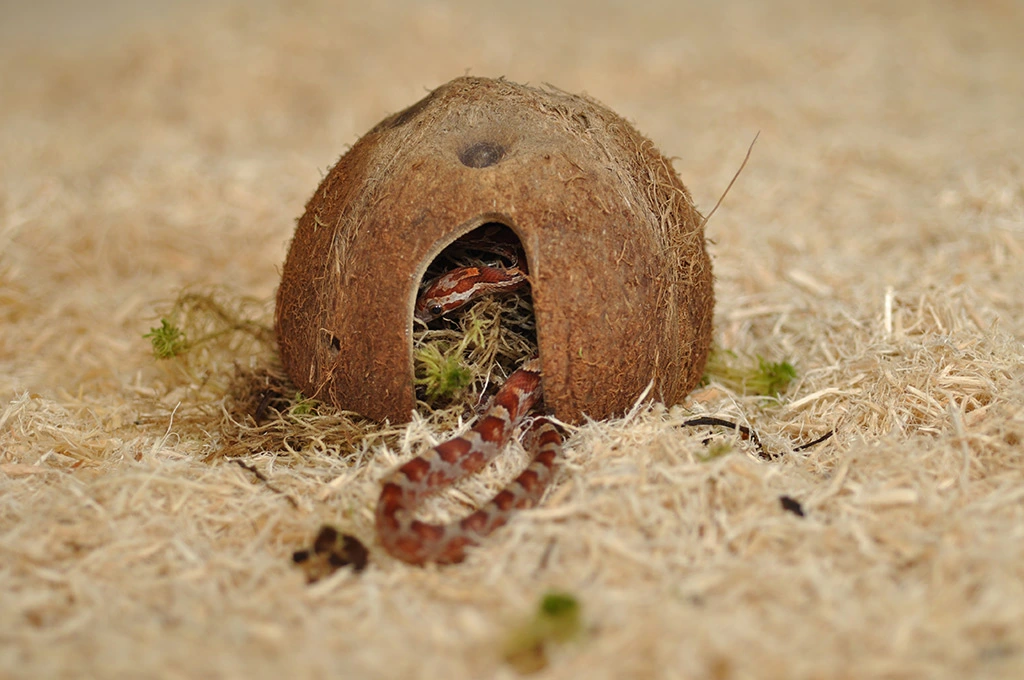 Litière pour Serpents