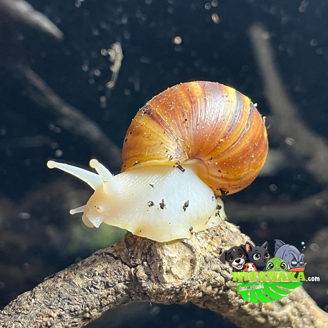 Escargots géant d'Afrique - Achatina sp.