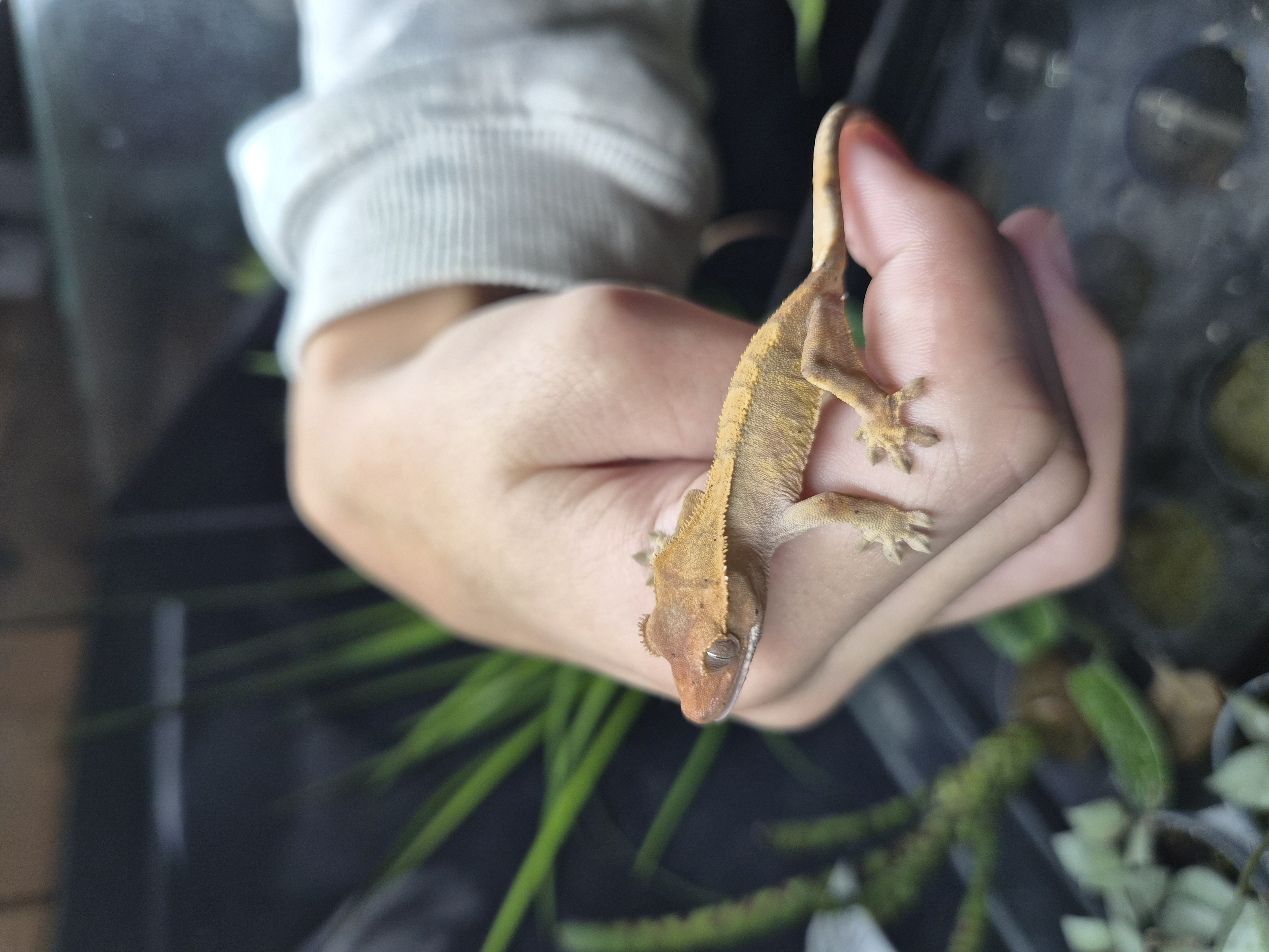 Gecko à crête - Correlophus ciliatus