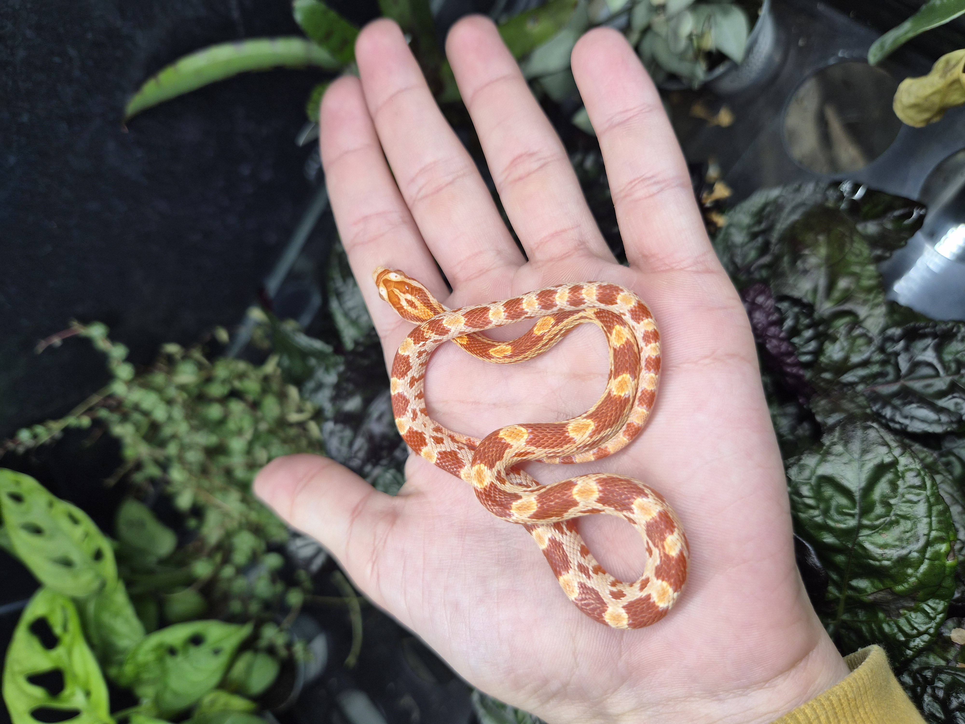 Serpent des blés - Amélanistic