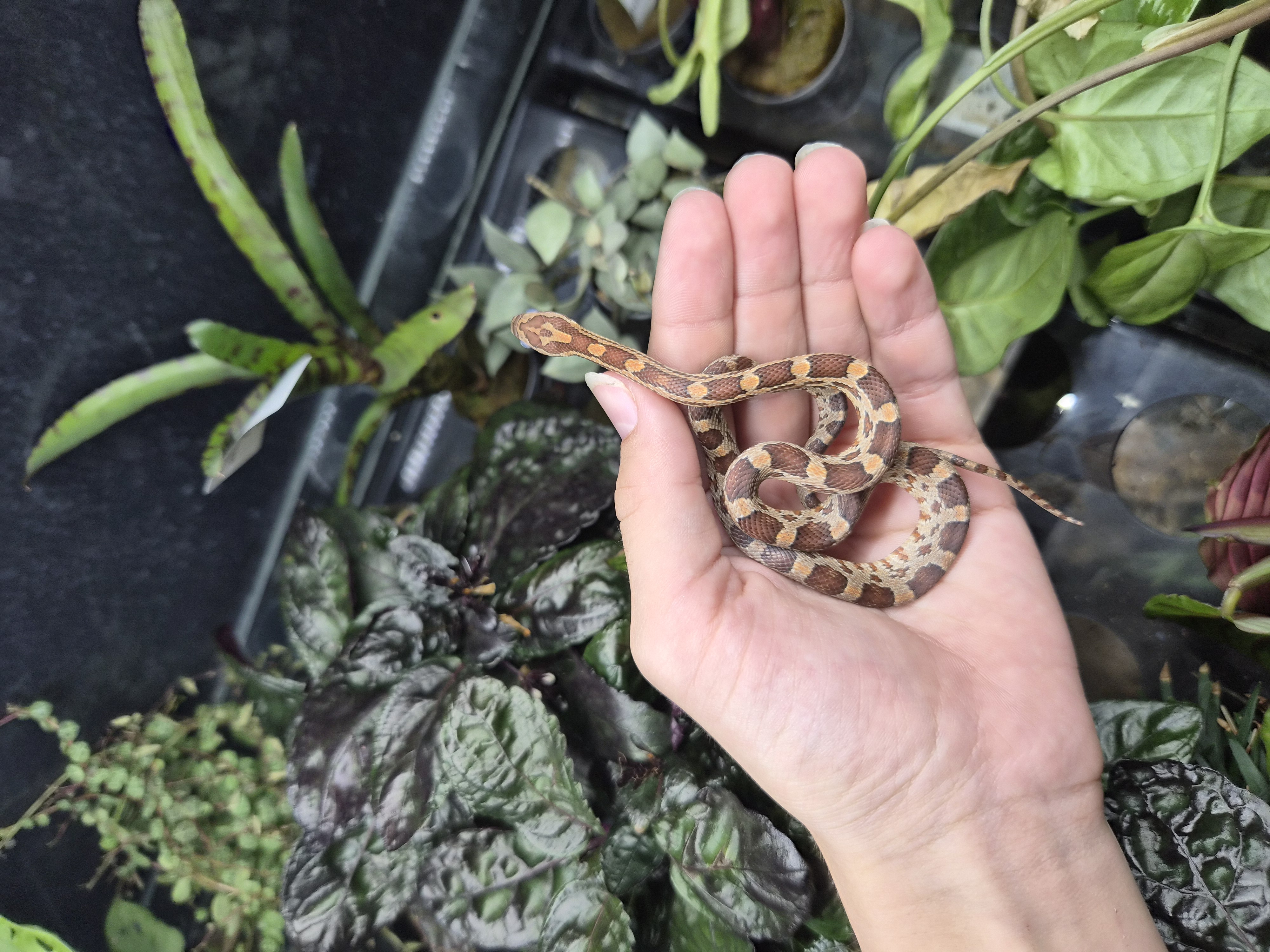 Serpent des blés - Classic