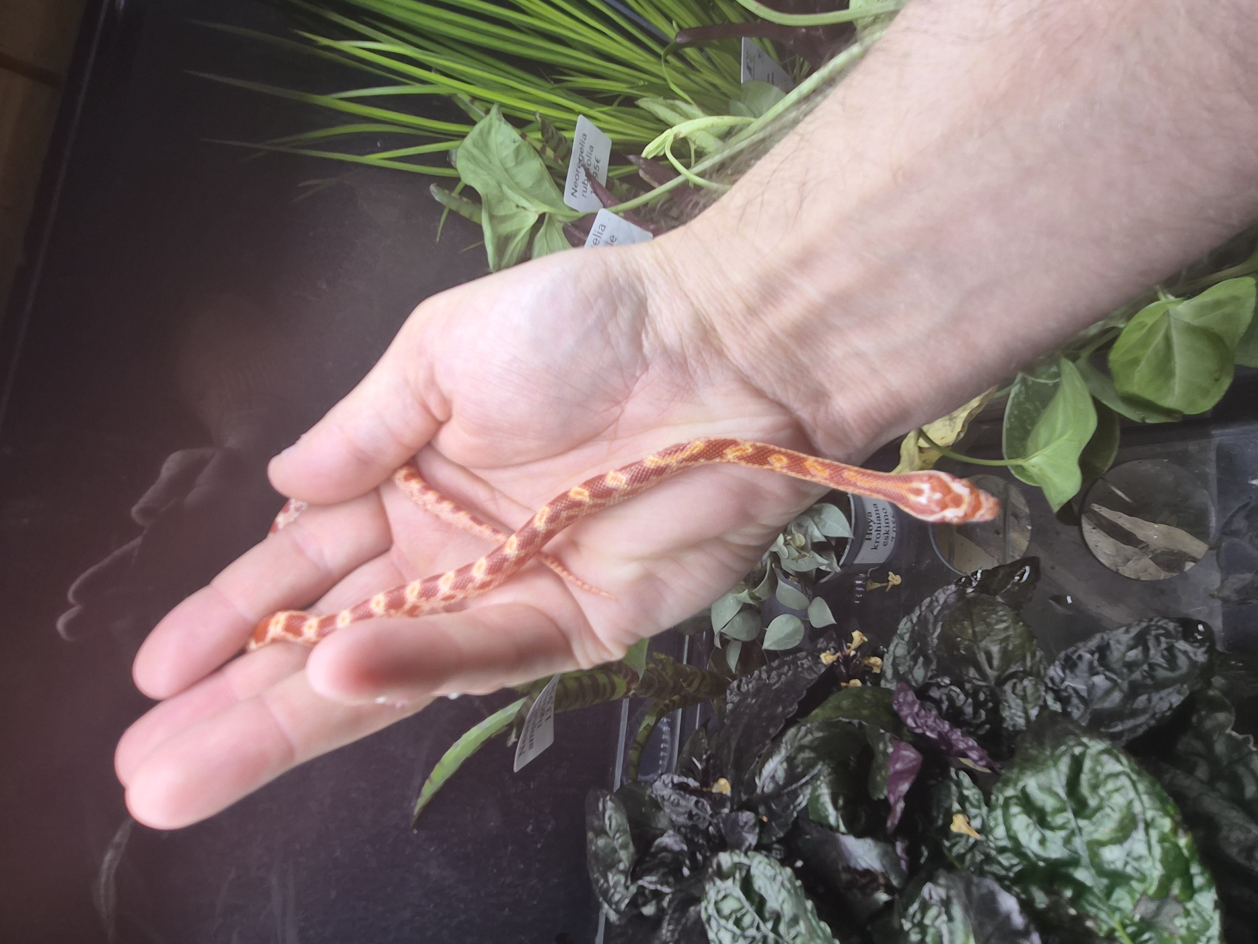 Serpent des blés - Amélanistic