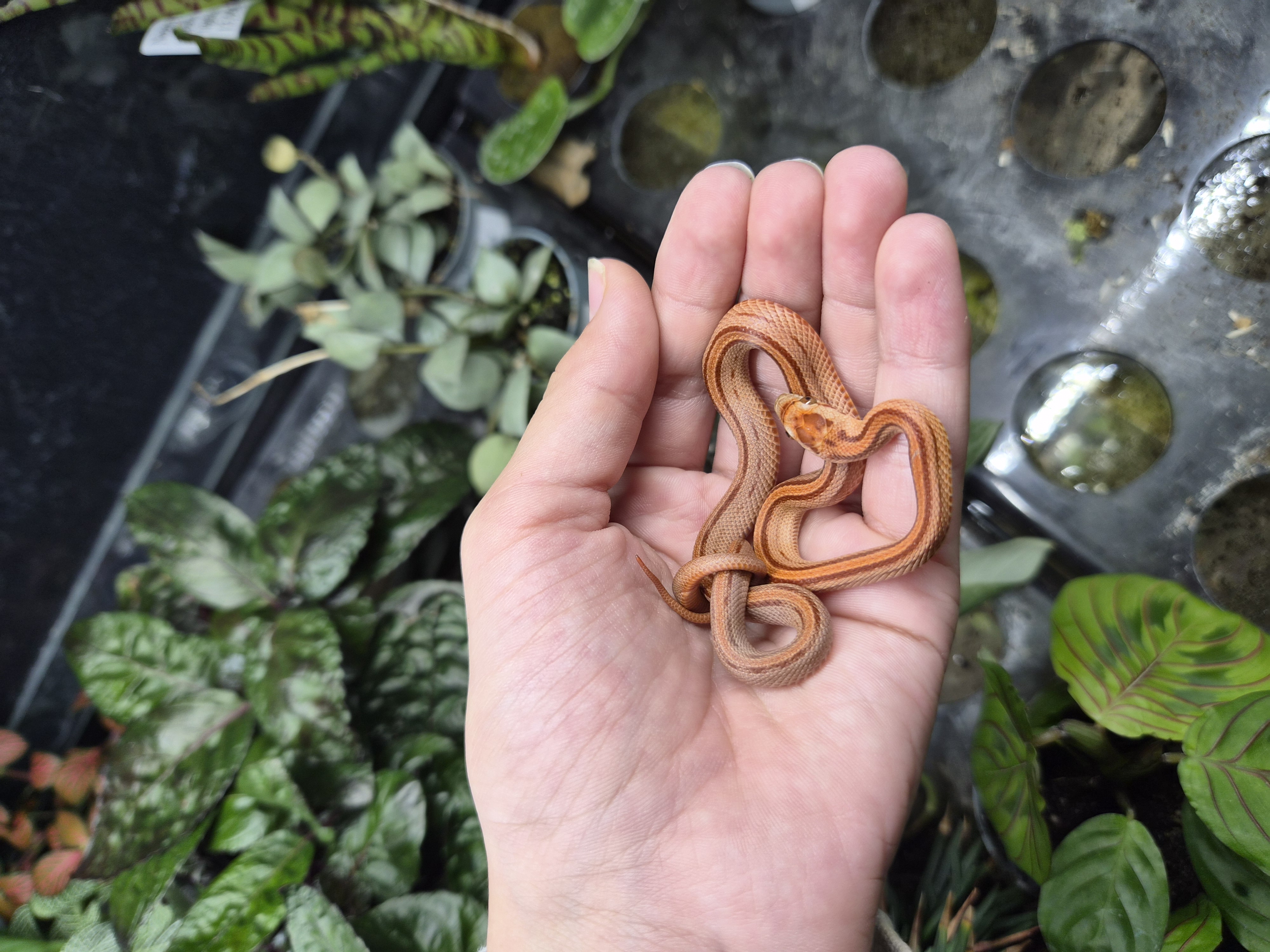 Serpent des blés - Classic Striped