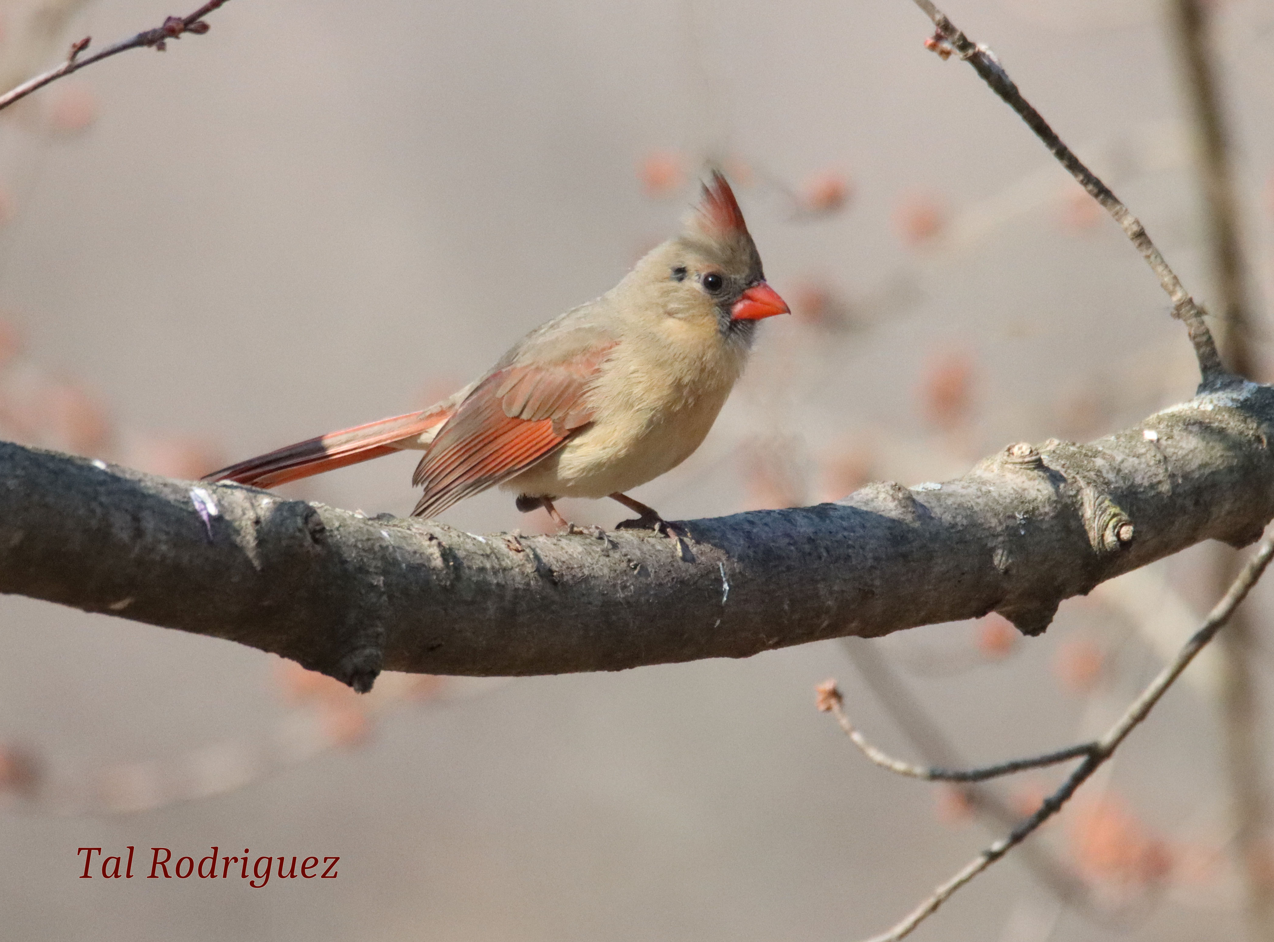 5431 - Female Cardinal