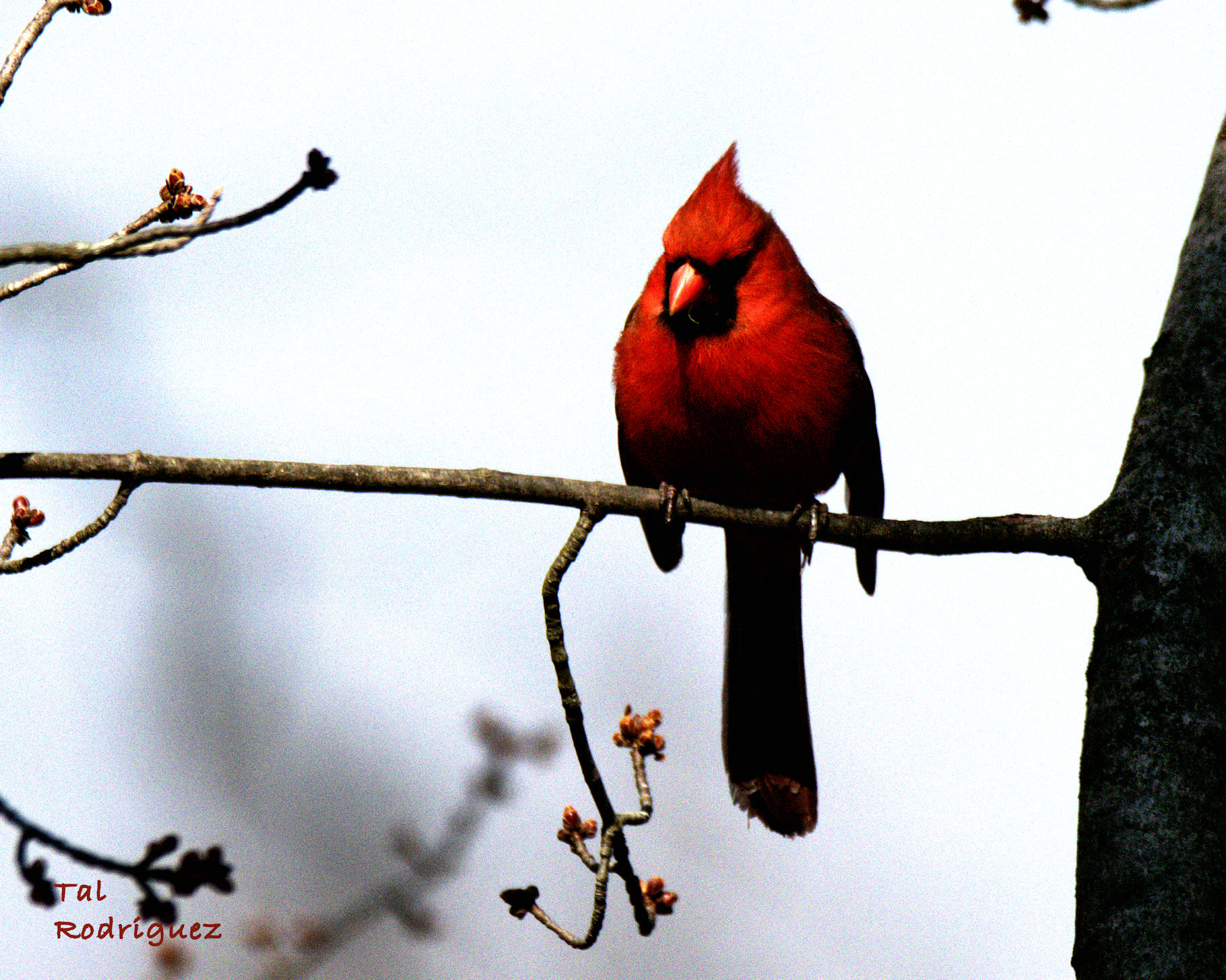 4416 - Male Cardinal 1