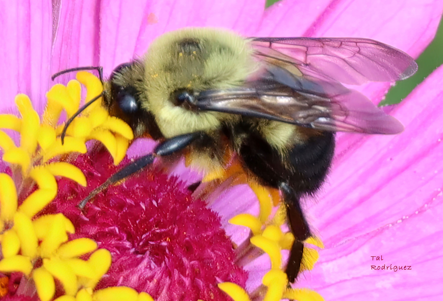 9047 - Bumble Bee on Flower