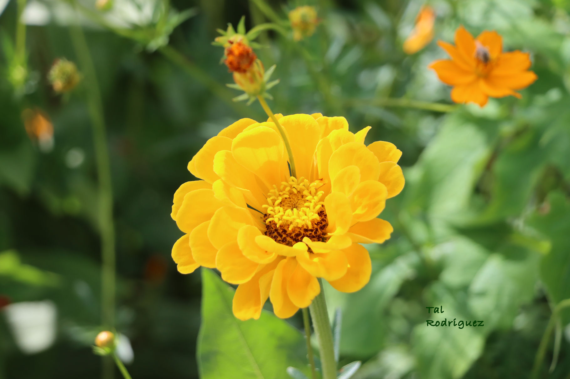 9057 - Yellow Flower