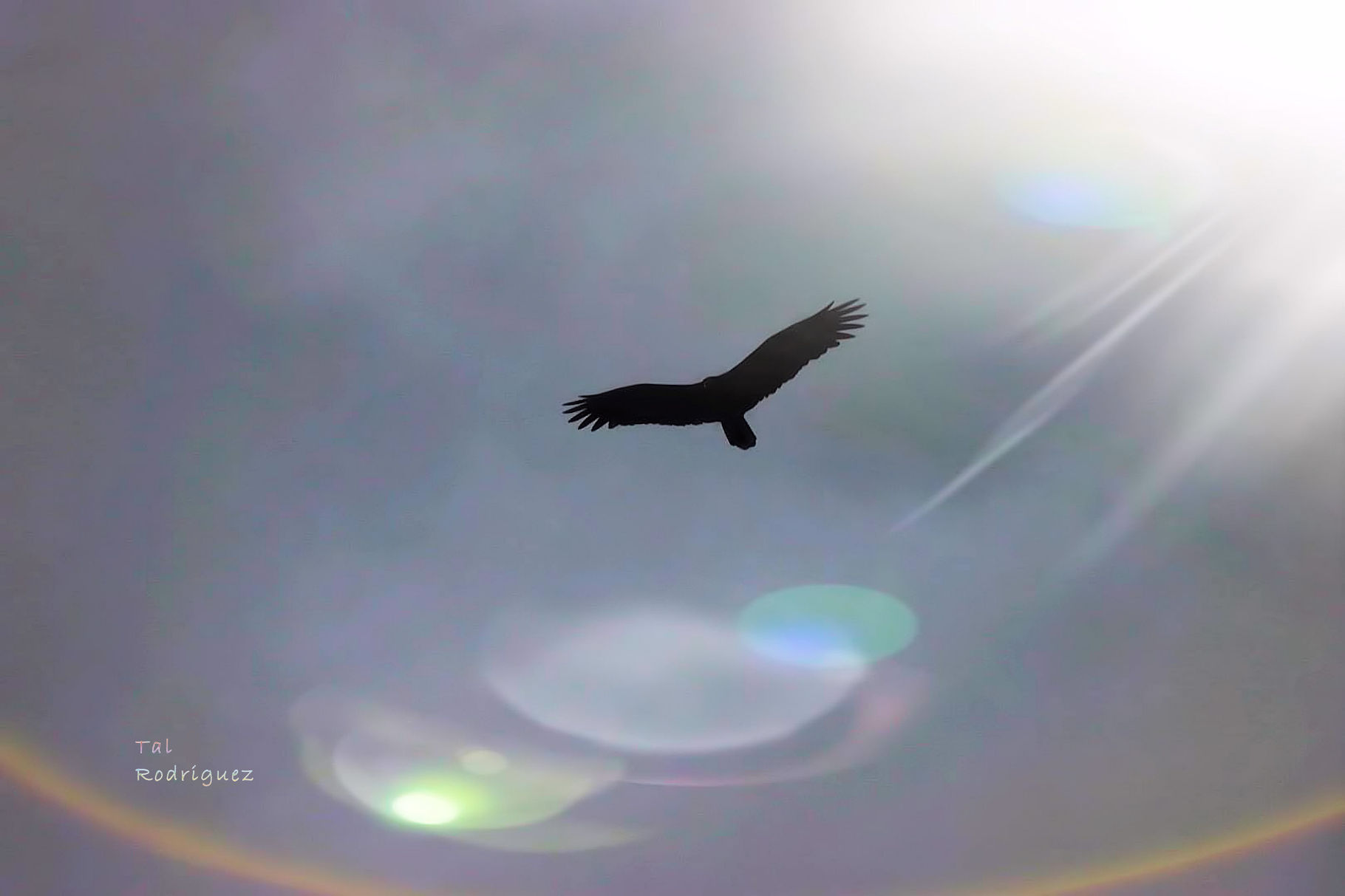 12323 - Soaring Free