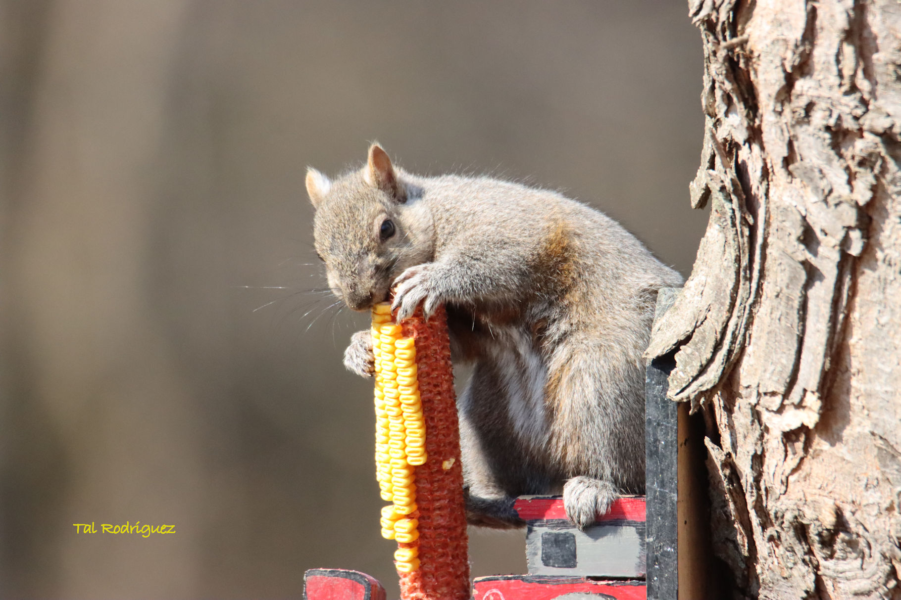5184 - Squirrel Eating Corn
