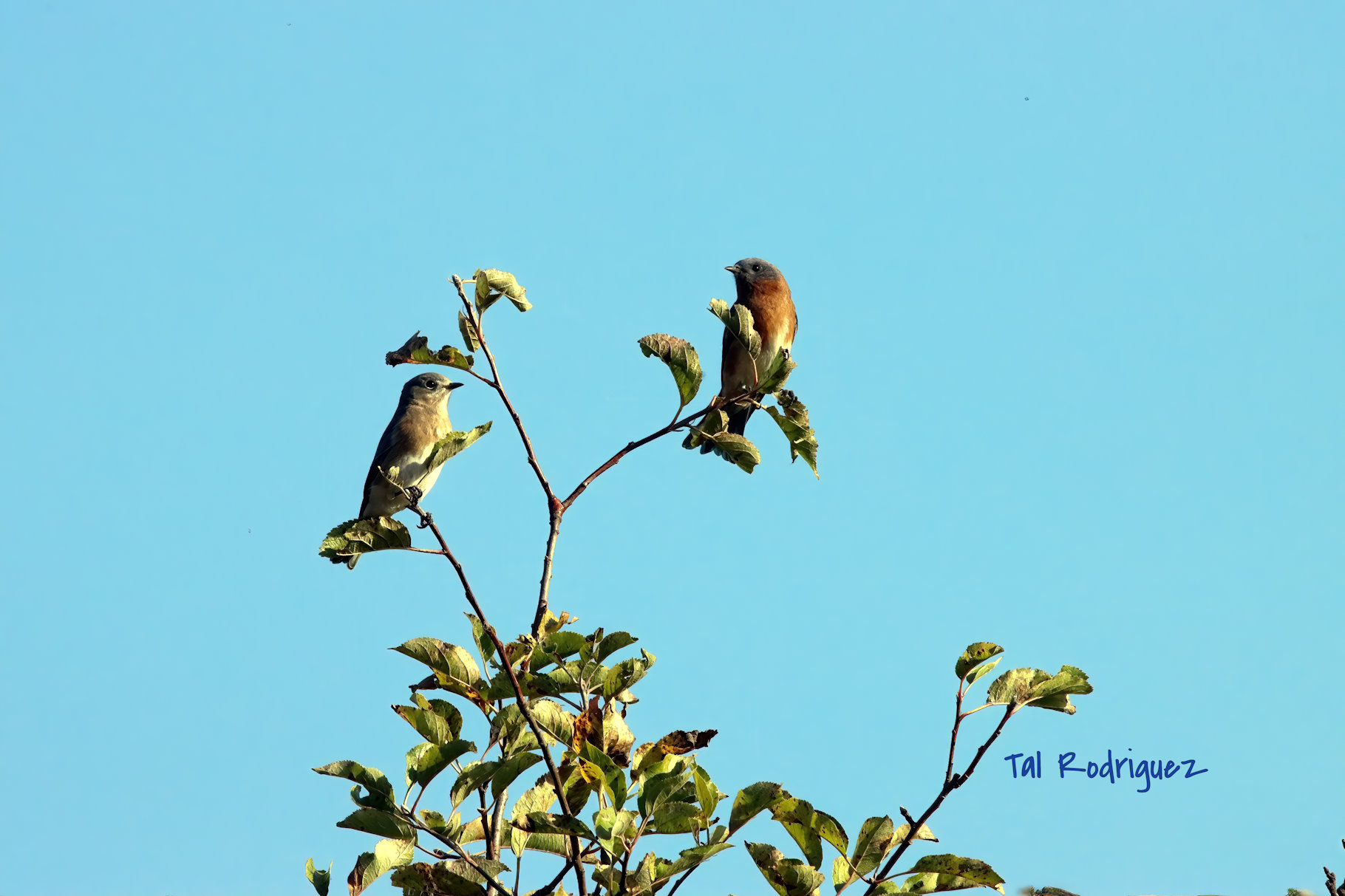 2038 - Two Birds Against the Sky