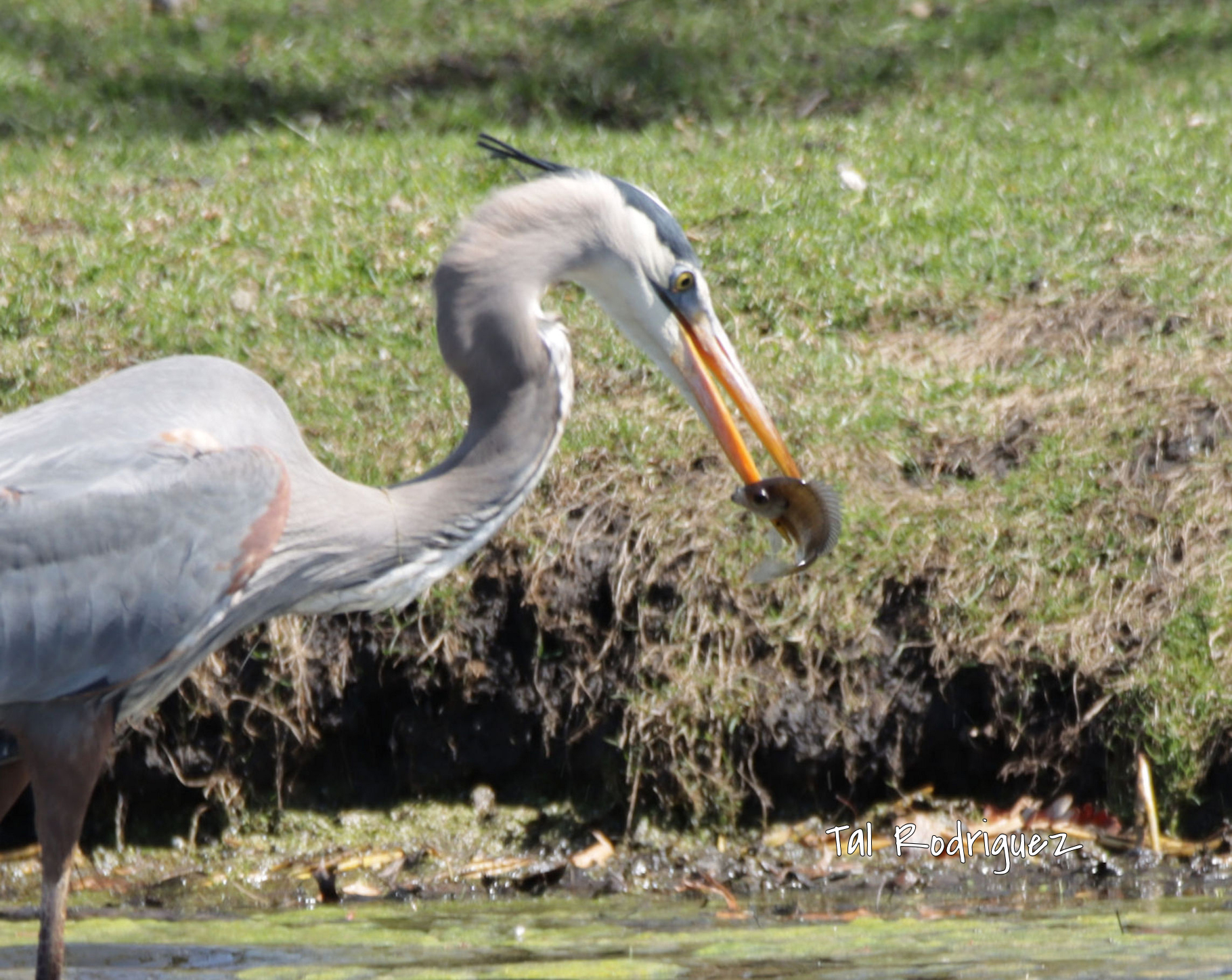 HCD 1 - A Heron Catching Dinner