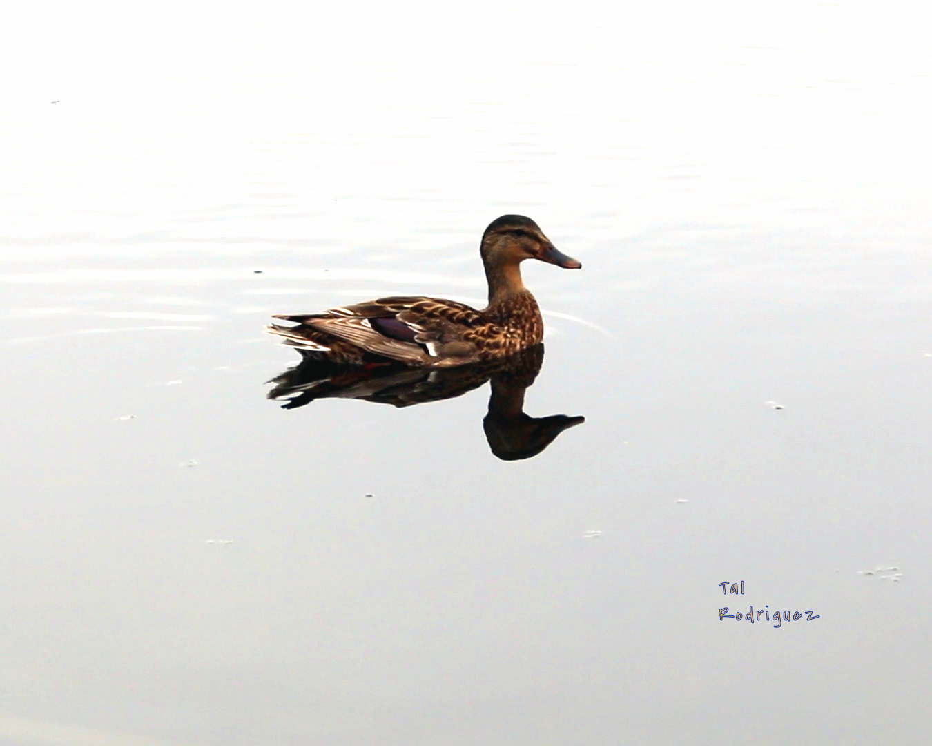 DOW 1 - A Duck's Reflection