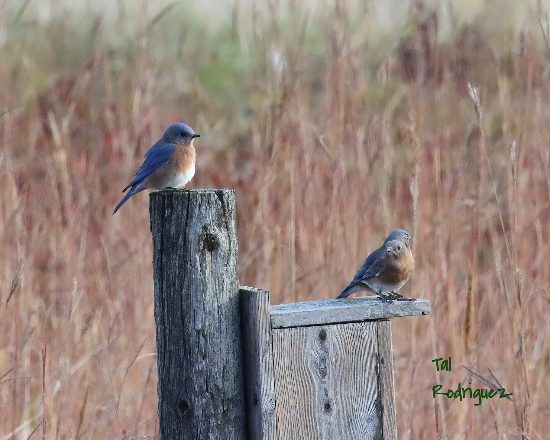 2011 - Photograph of Bluebirds