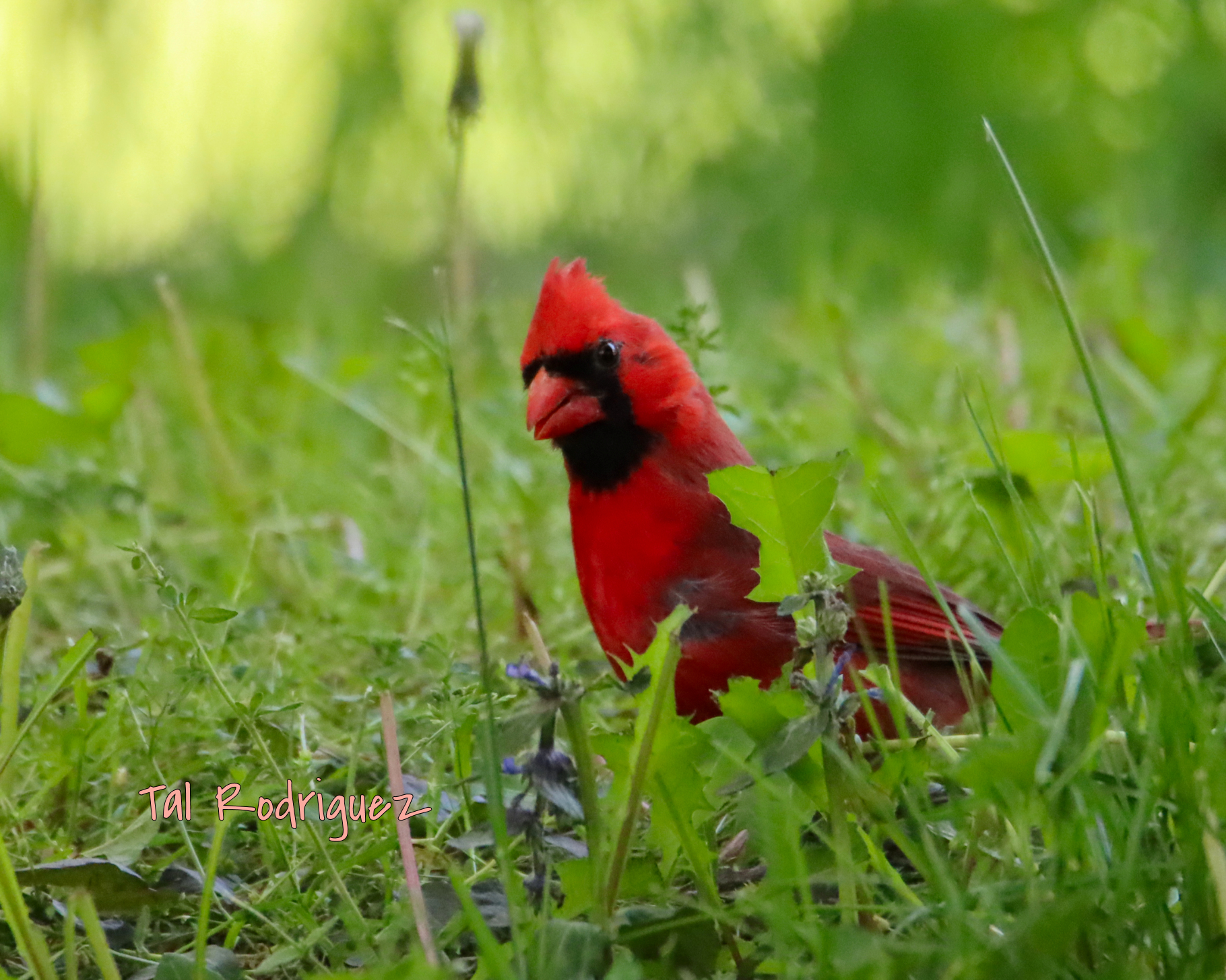 5386 - Male Cardinal 2