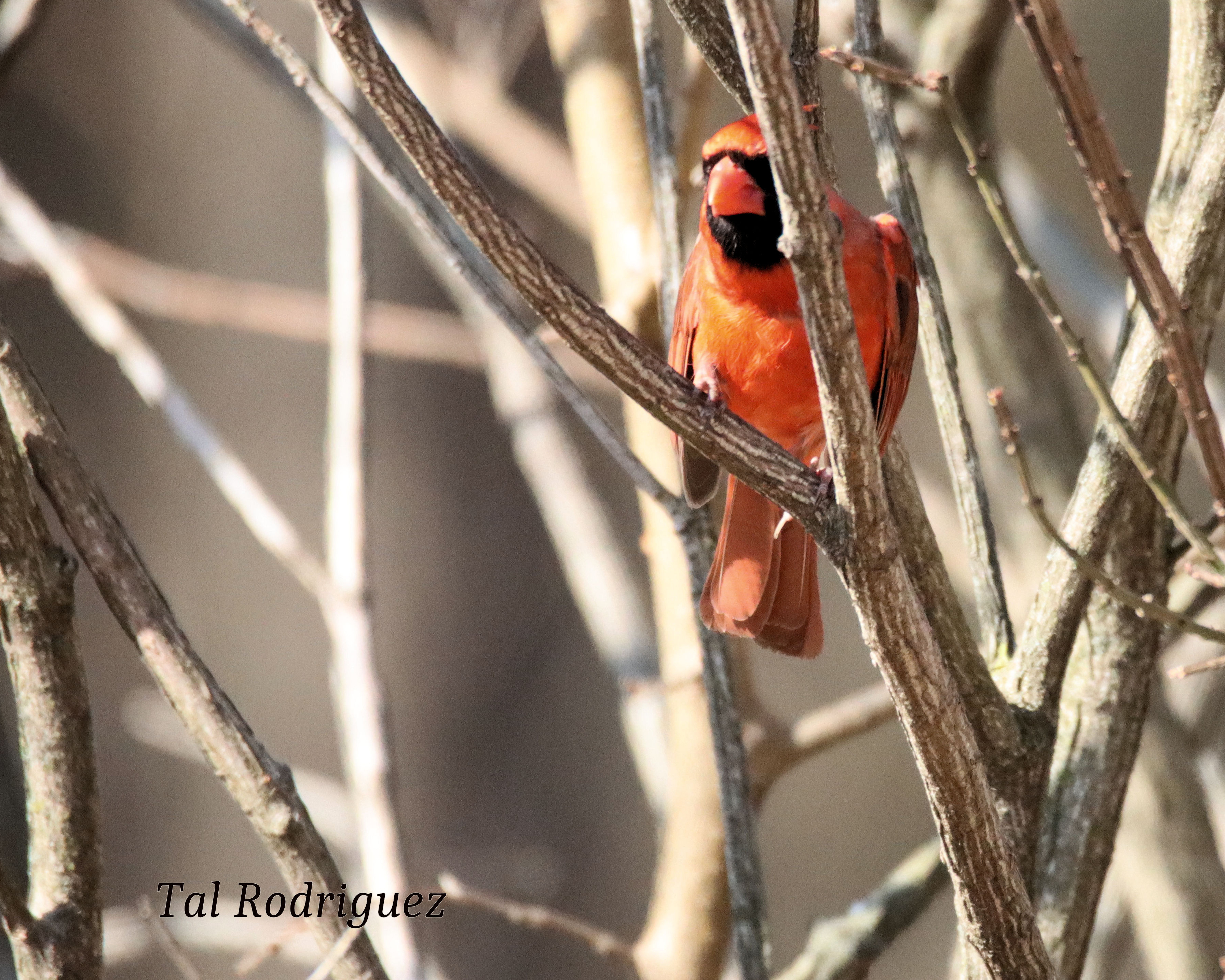5102 - Male Cardinal 3