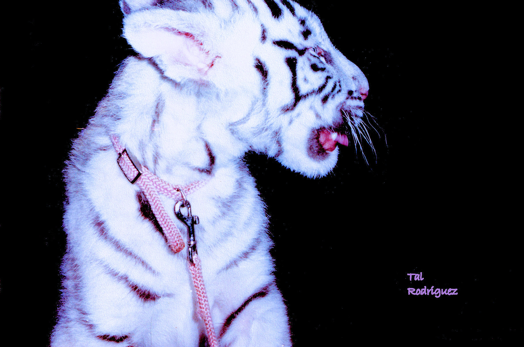 OM08 - White Tiger Cub 2