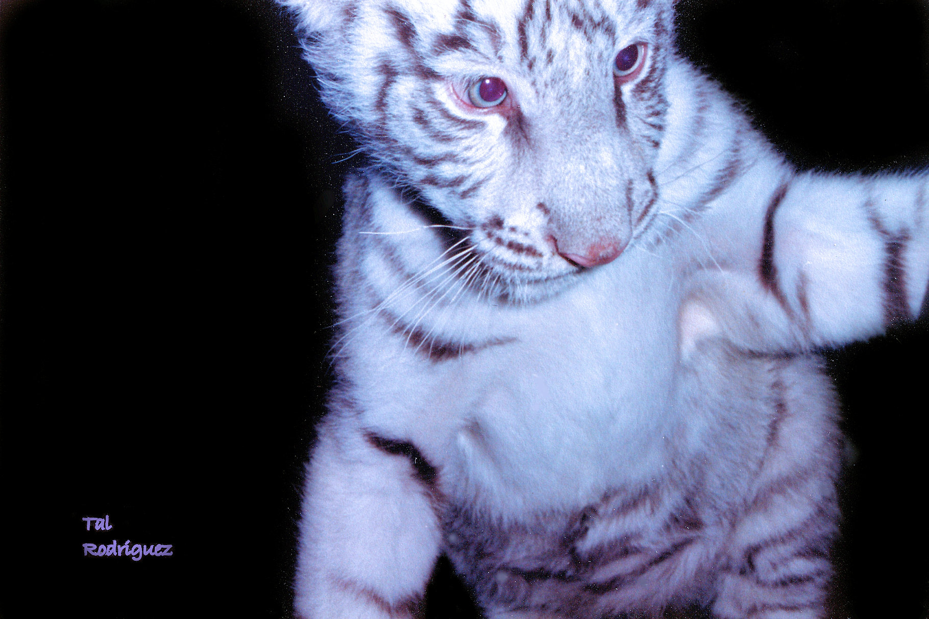 OM07 - White Tiger Cub 1