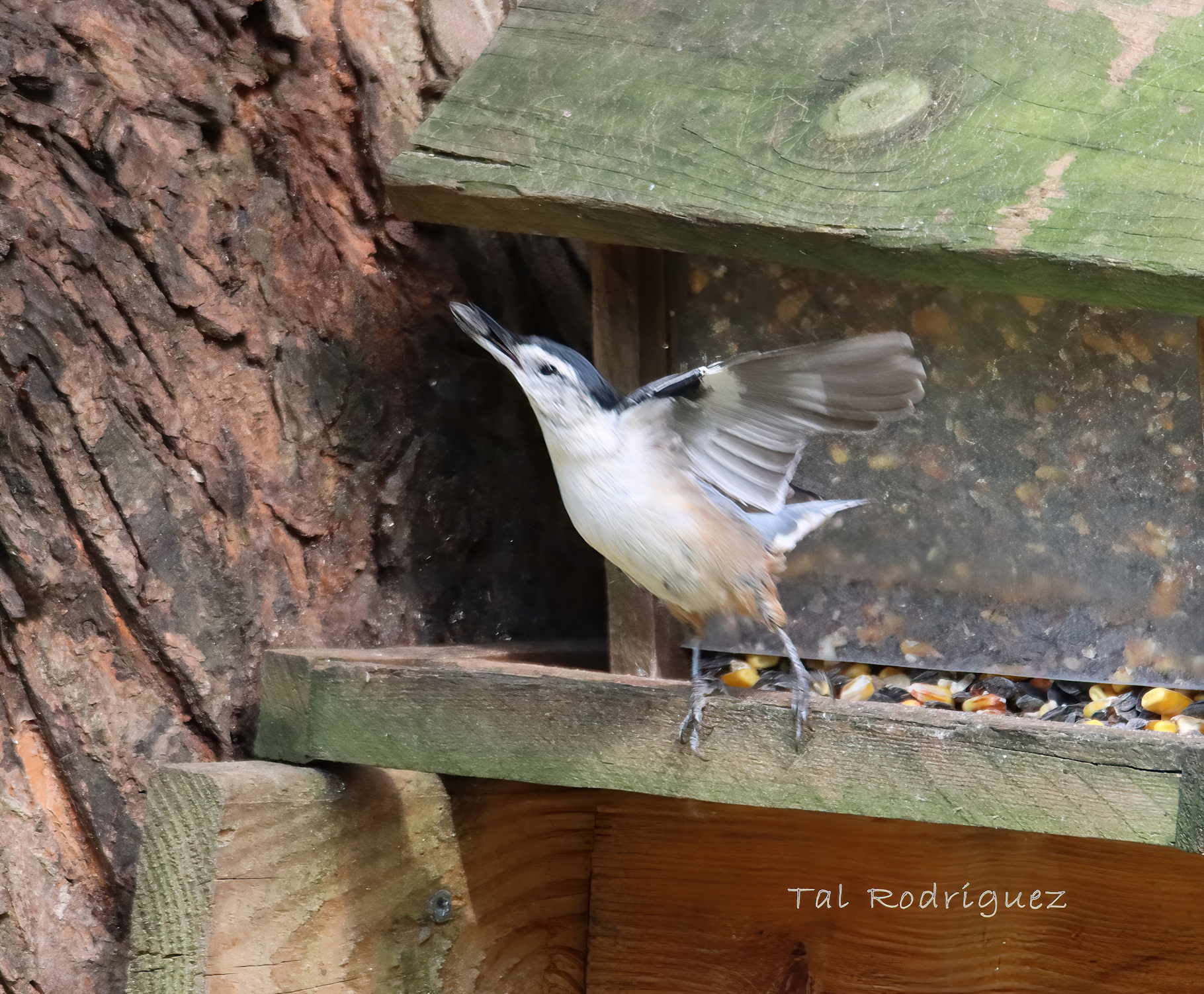 10363 - Bird Gathering Food