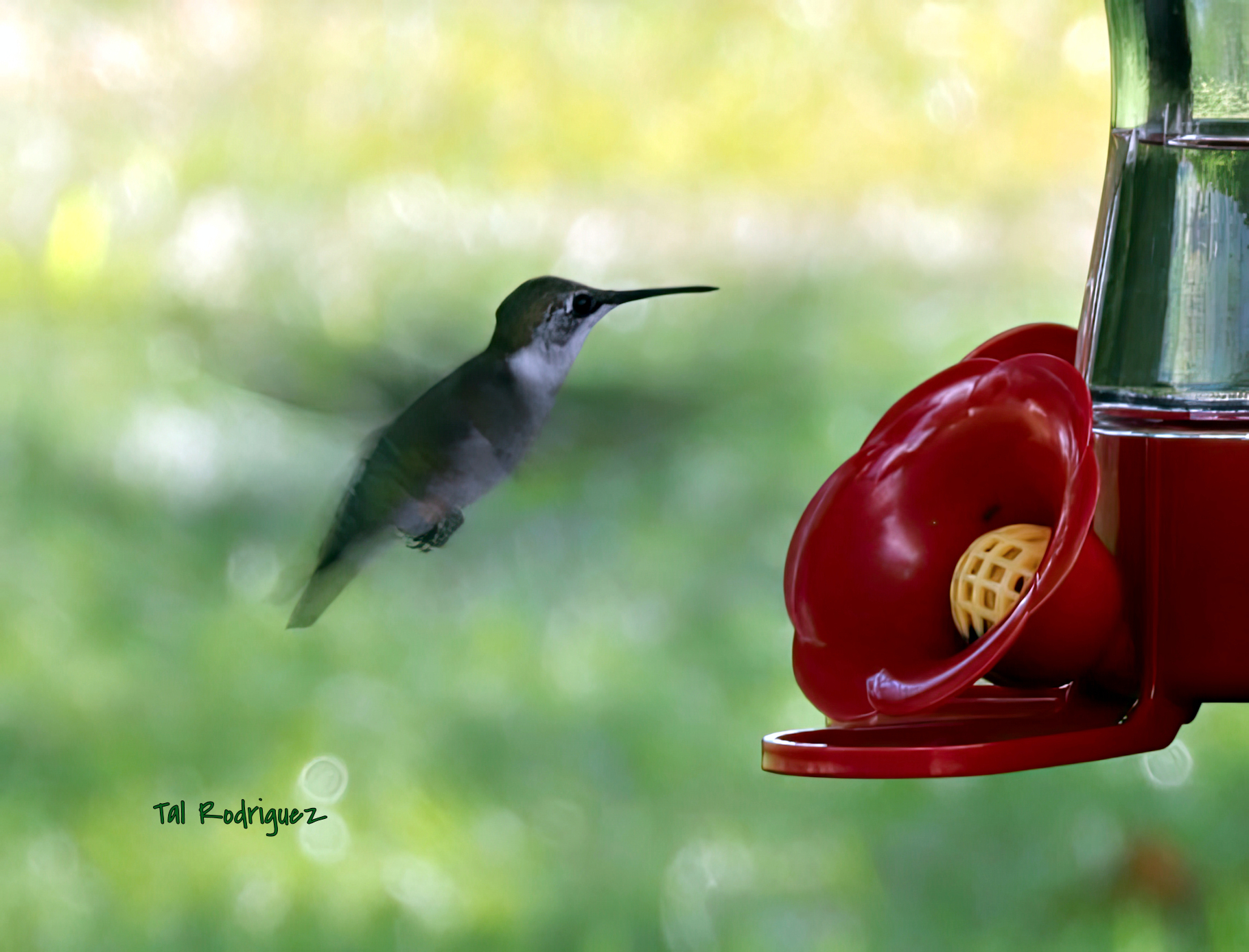 1634 - Hummingbird