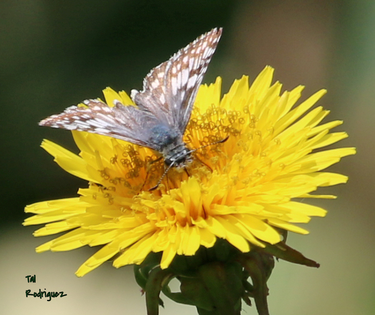 4522 - Moth on Flower