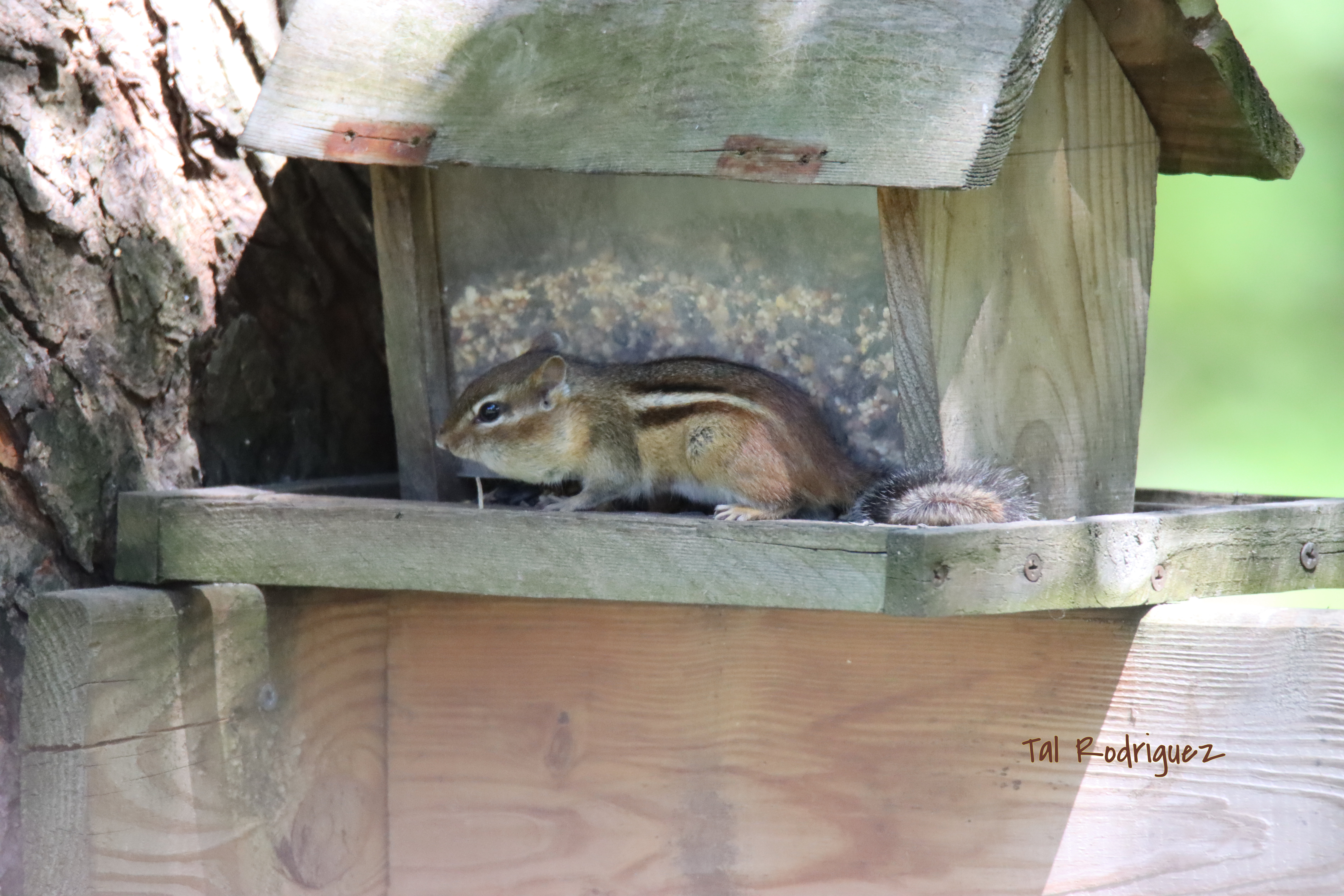 5980 - Chipmunk at Feeder 