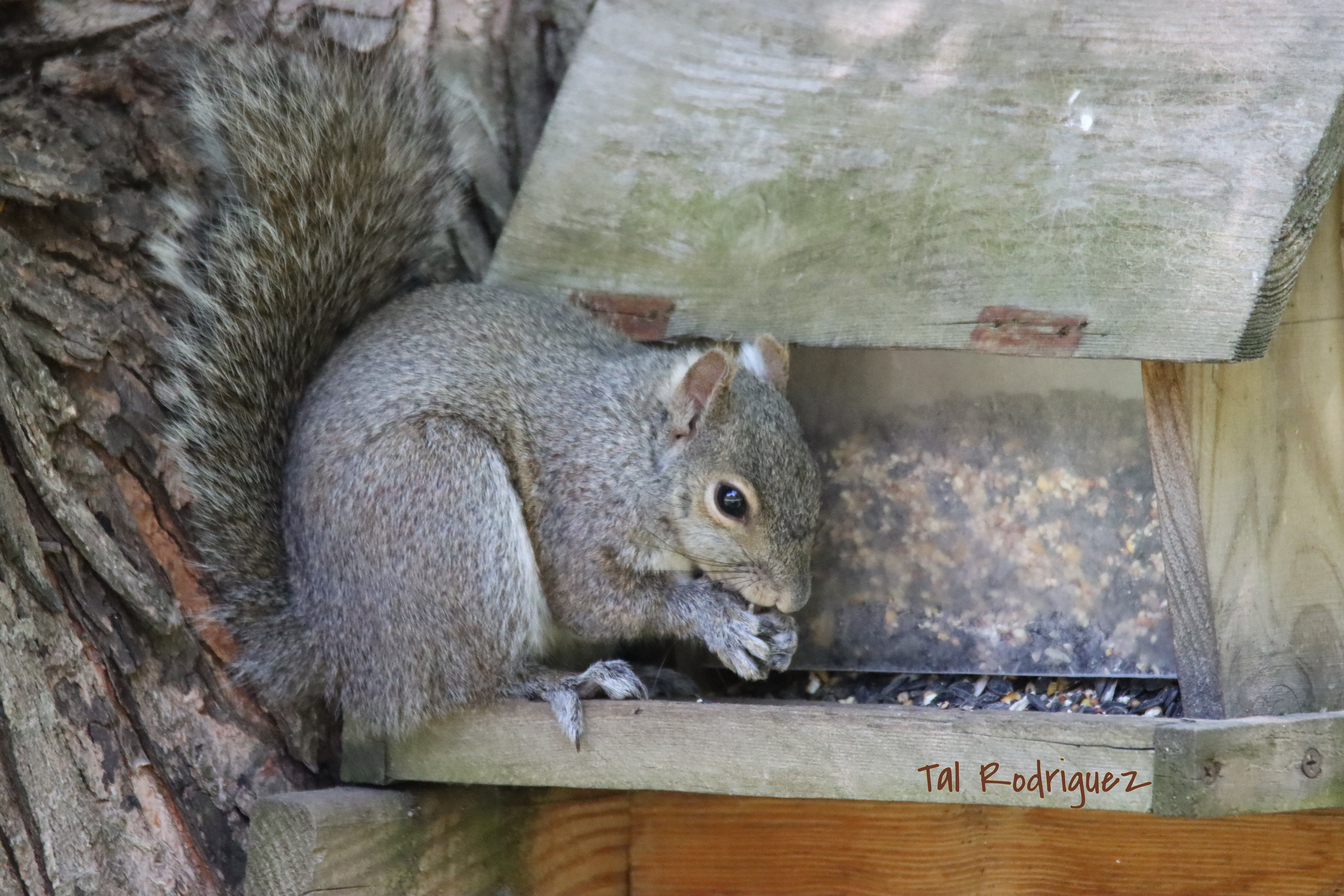 6132 - Squirrel Stealing a Snack 