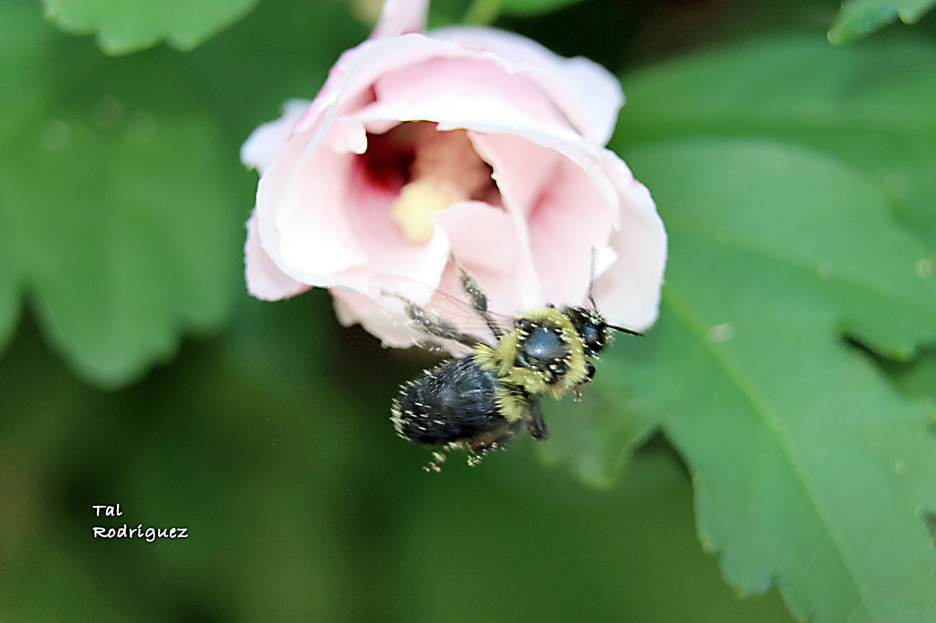 9395 - Bee and Flower