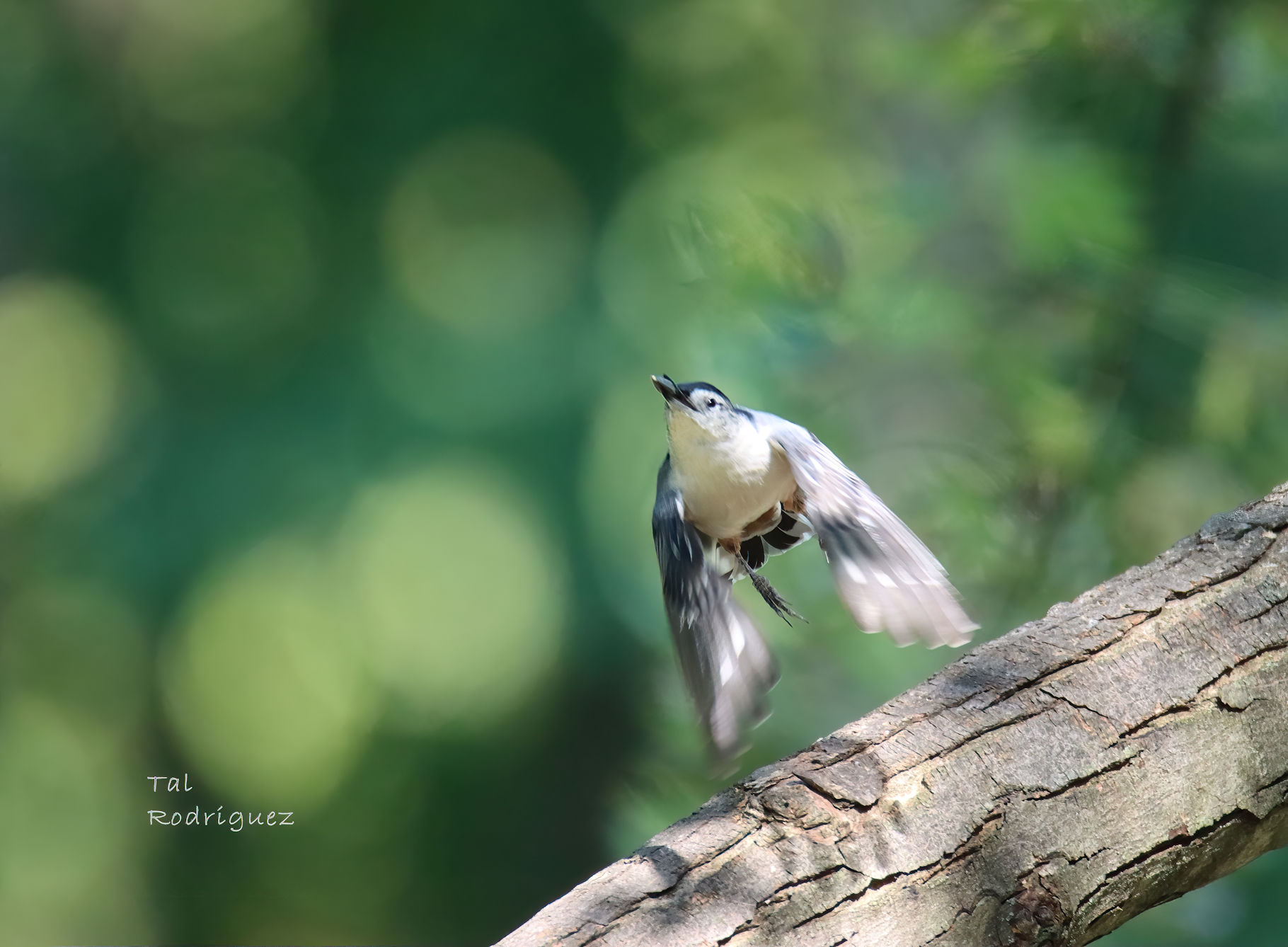 10680 - Bird Taking Flight