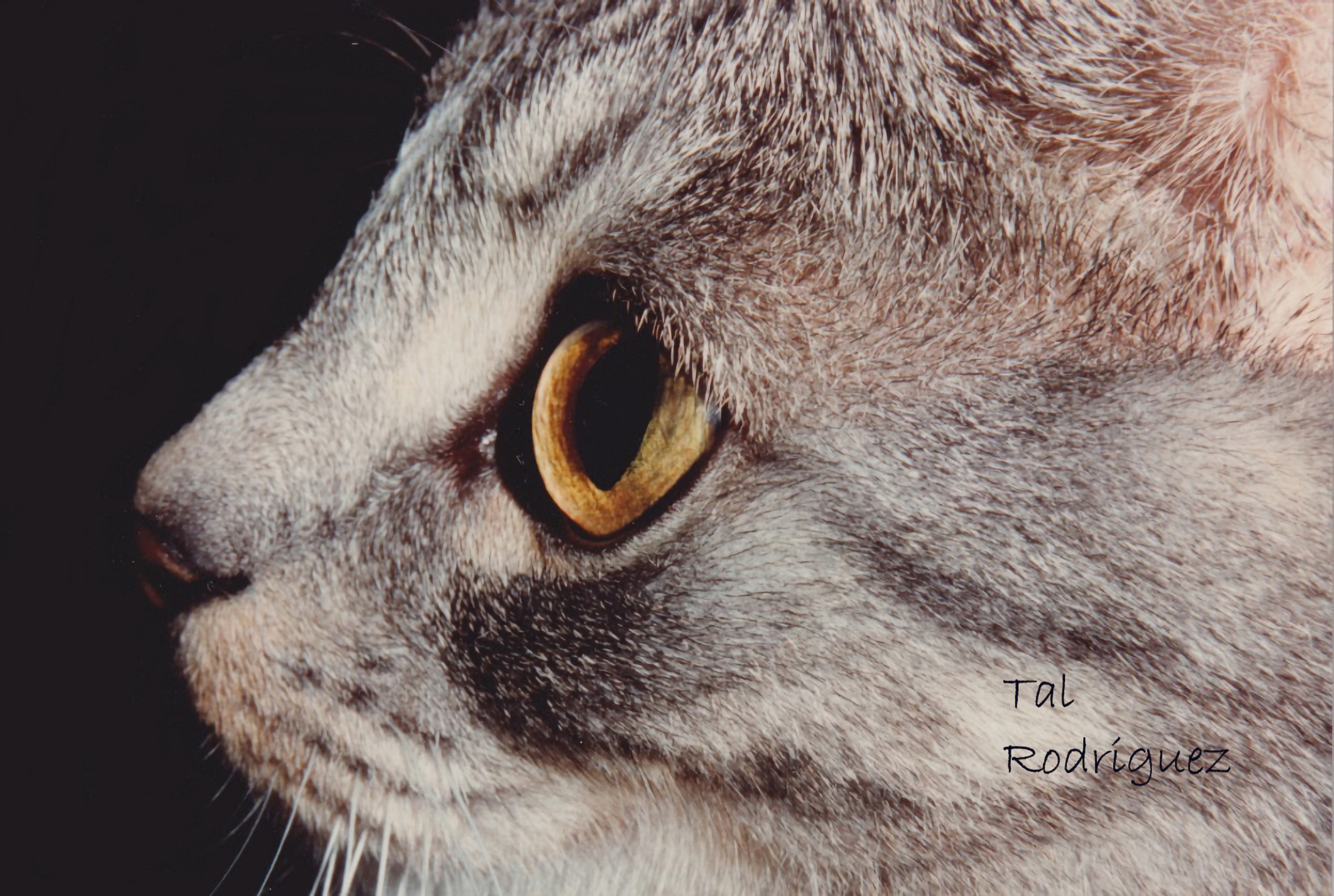 CE - Cat's Eye
