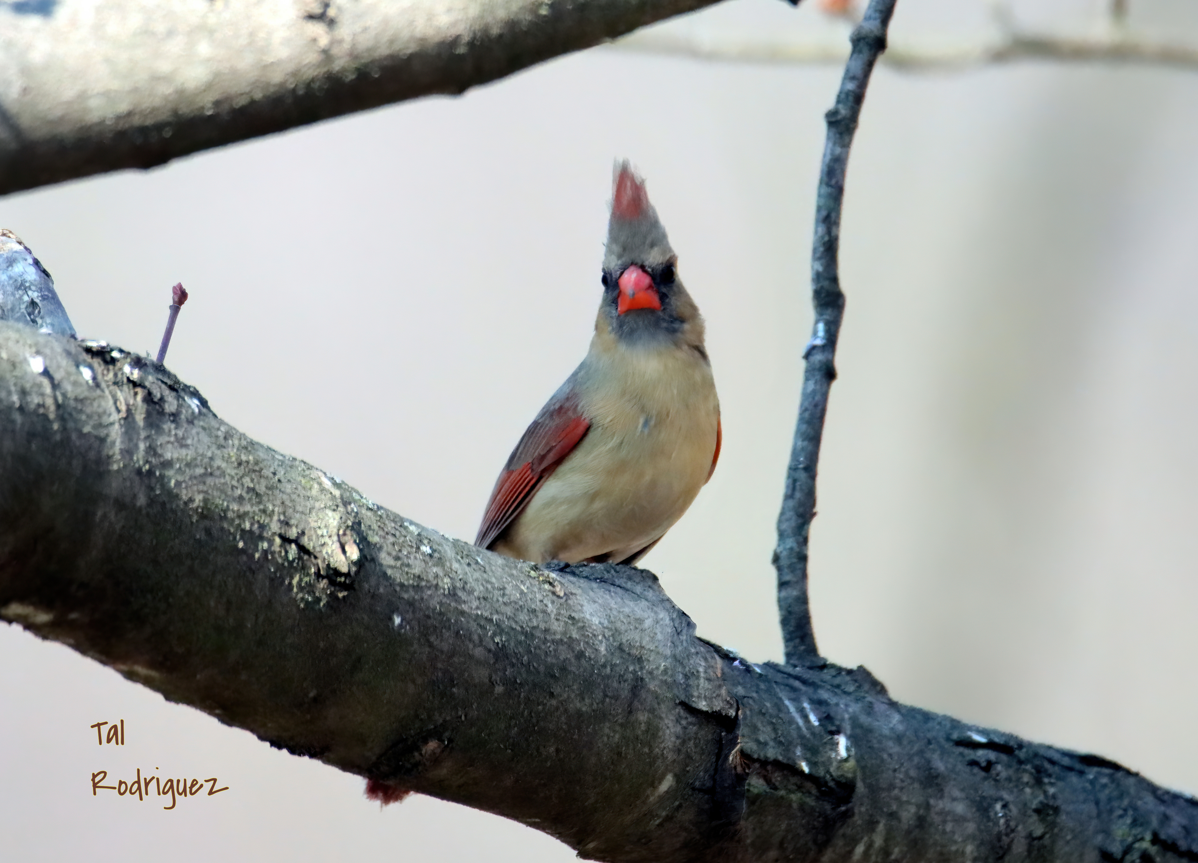 5090 - Female Cardinal 2