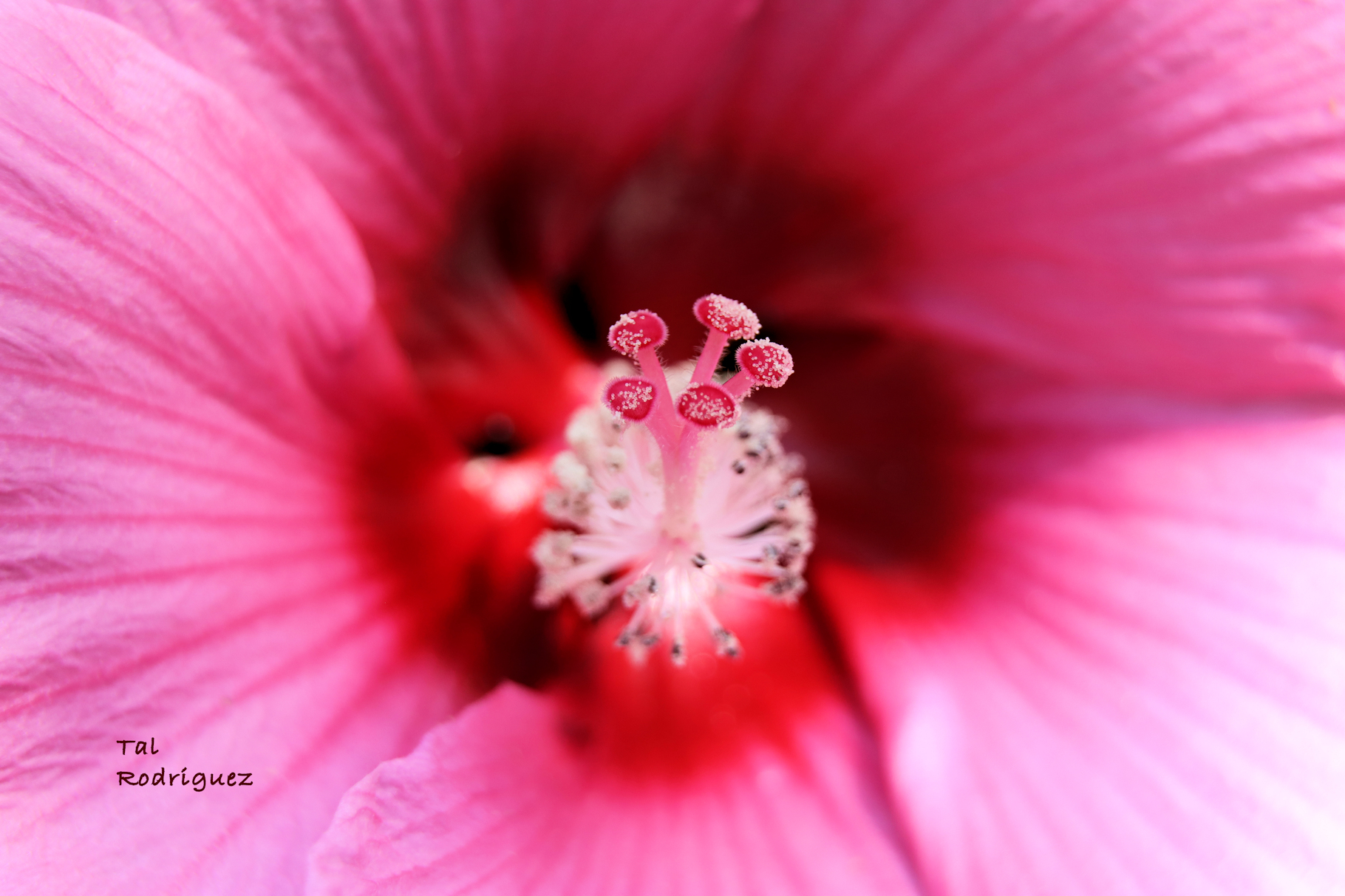 9386 - Pink Flower Close Up