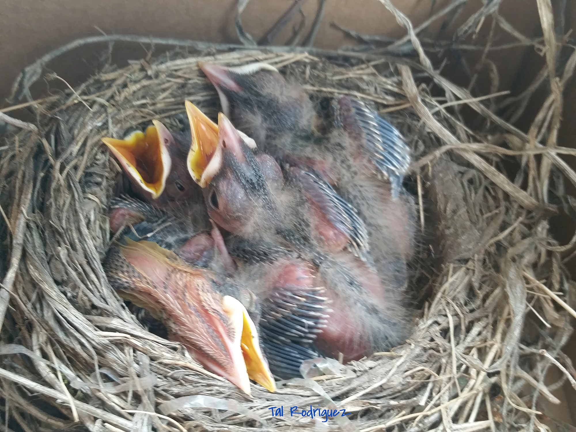 33251 - Baby Birds in Nest