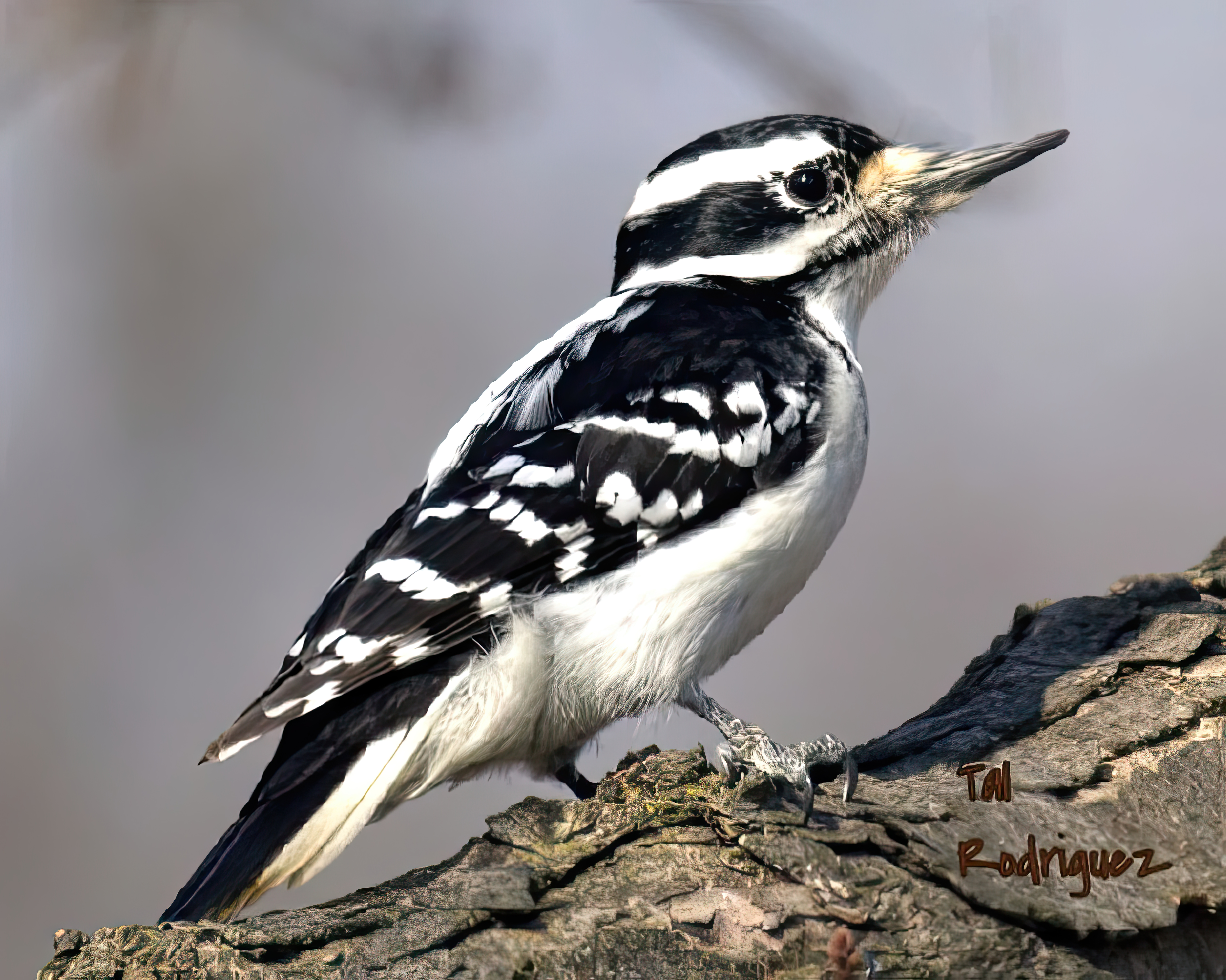 21221 - Woodpecker on a Branch