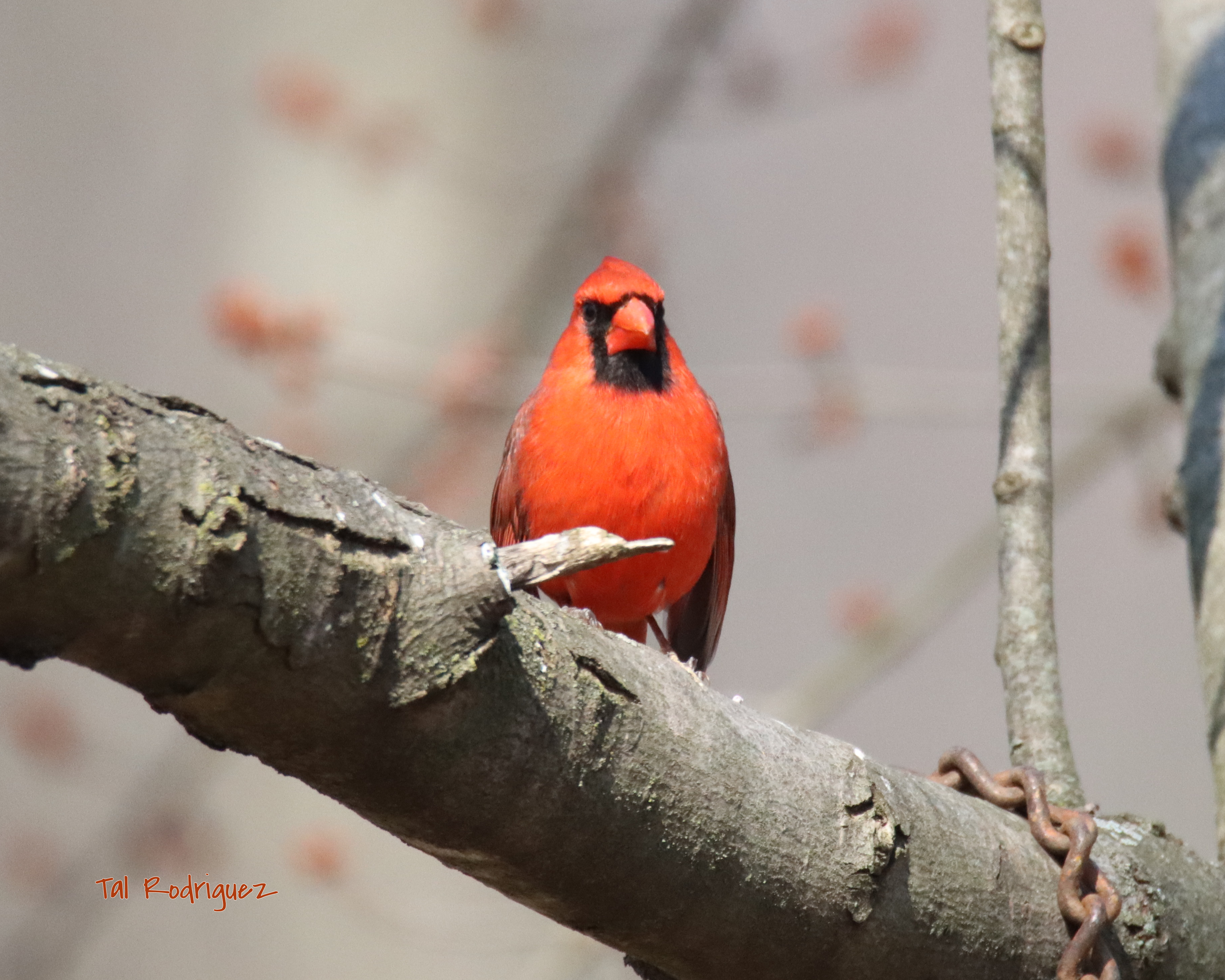 4615 - Male Cardinal