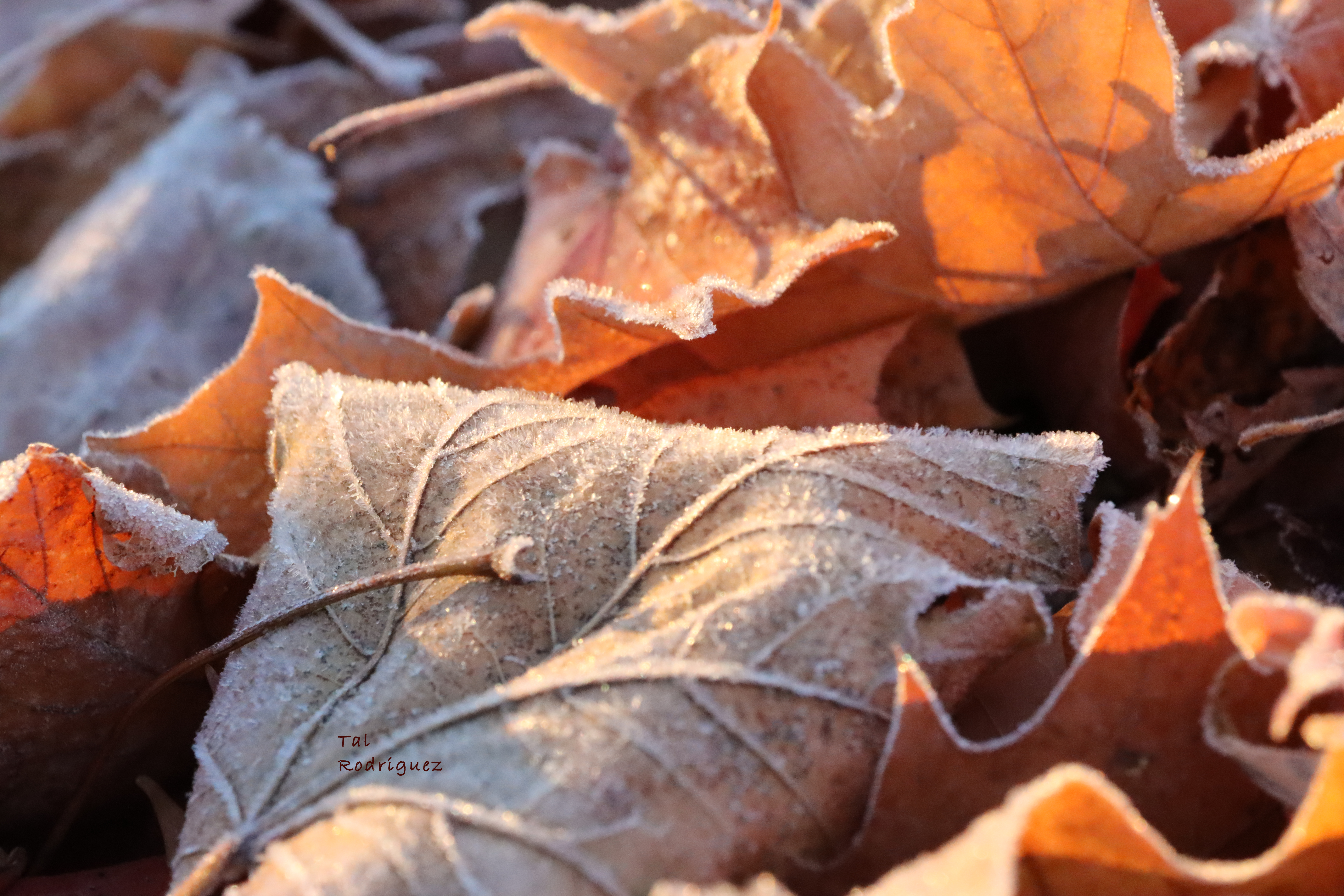 12947 - Frosted Leaves