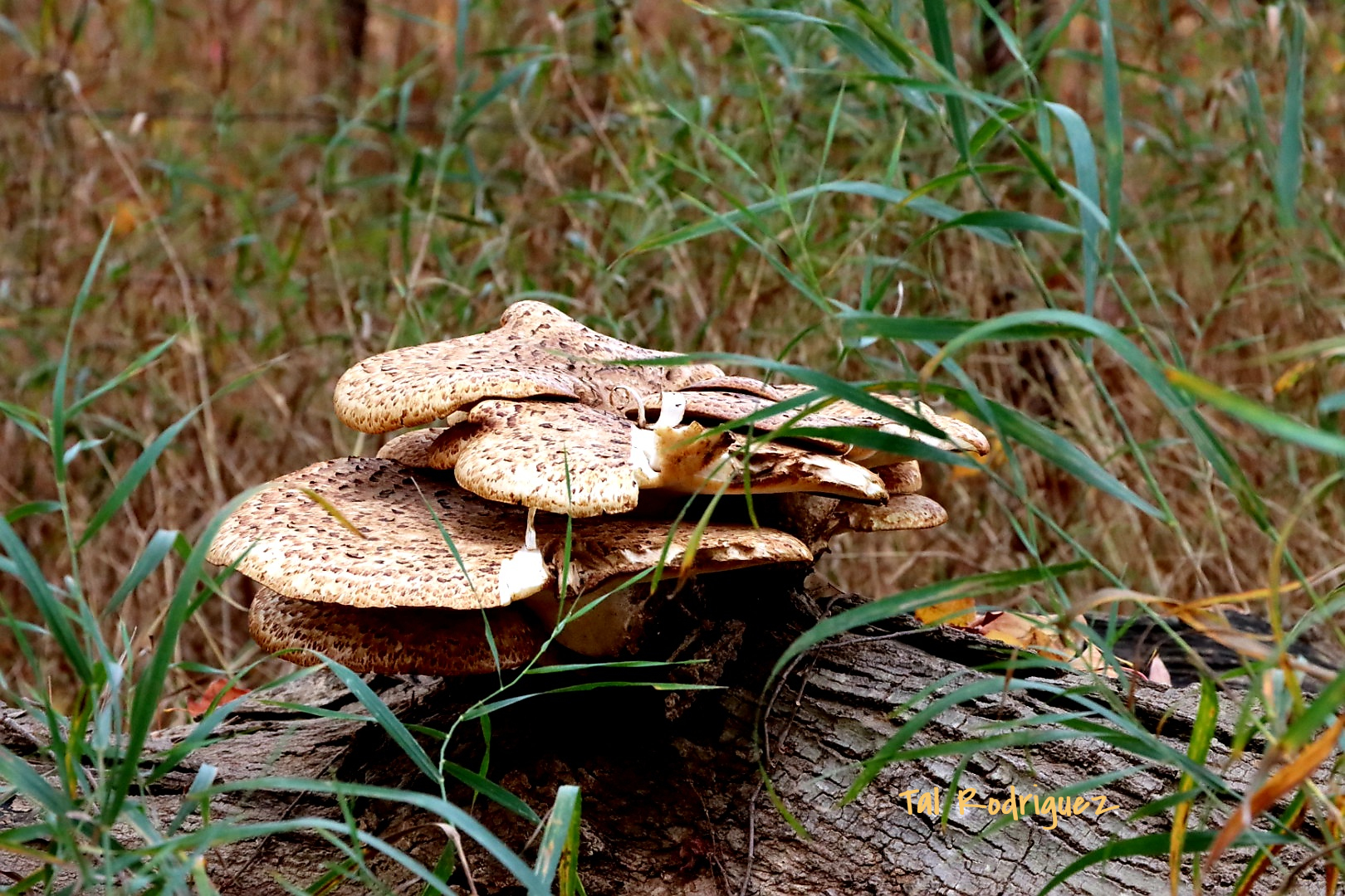 2238 - Mushrooms on a Tree