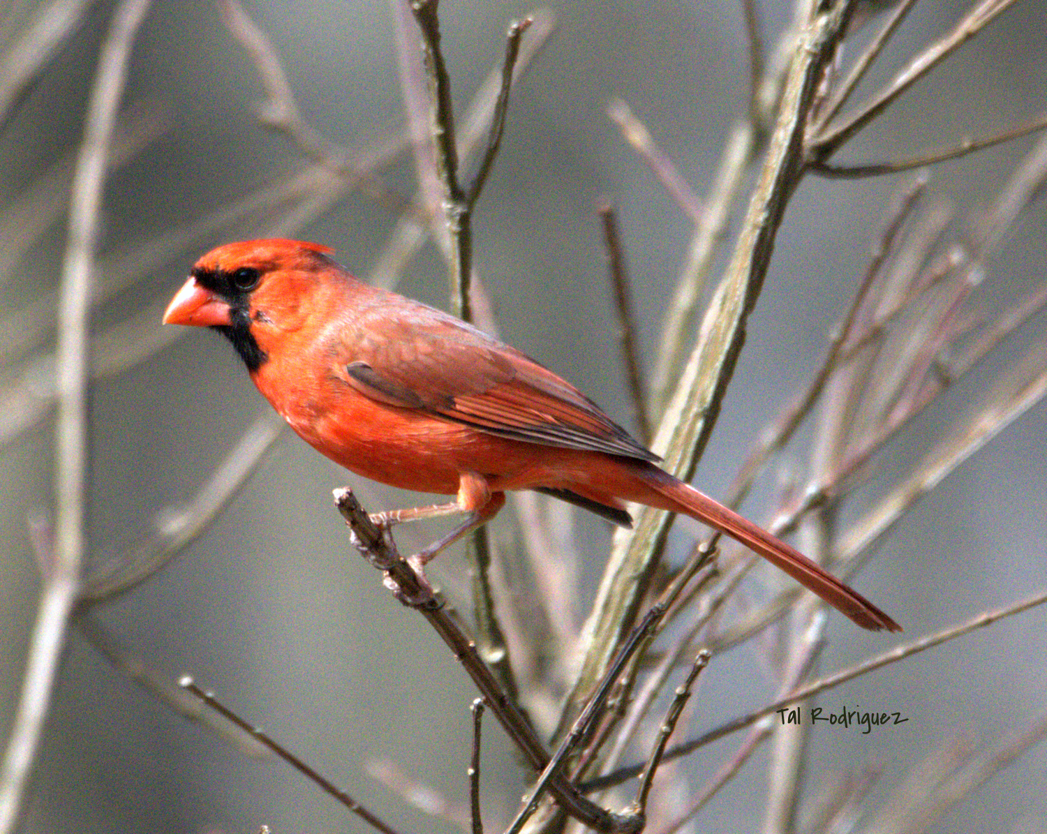4785 - Northern Cardinal