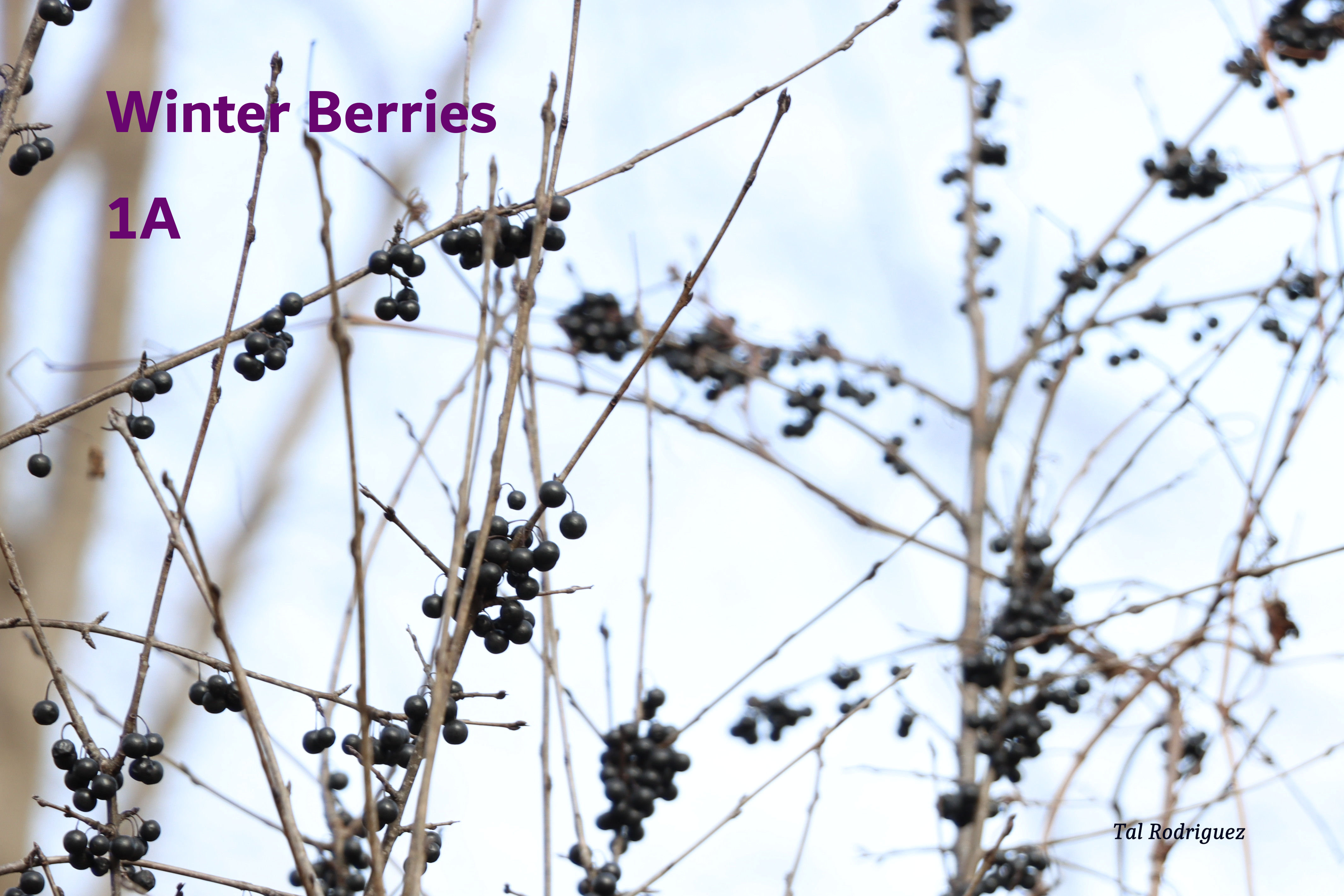 Series - Winter Berries