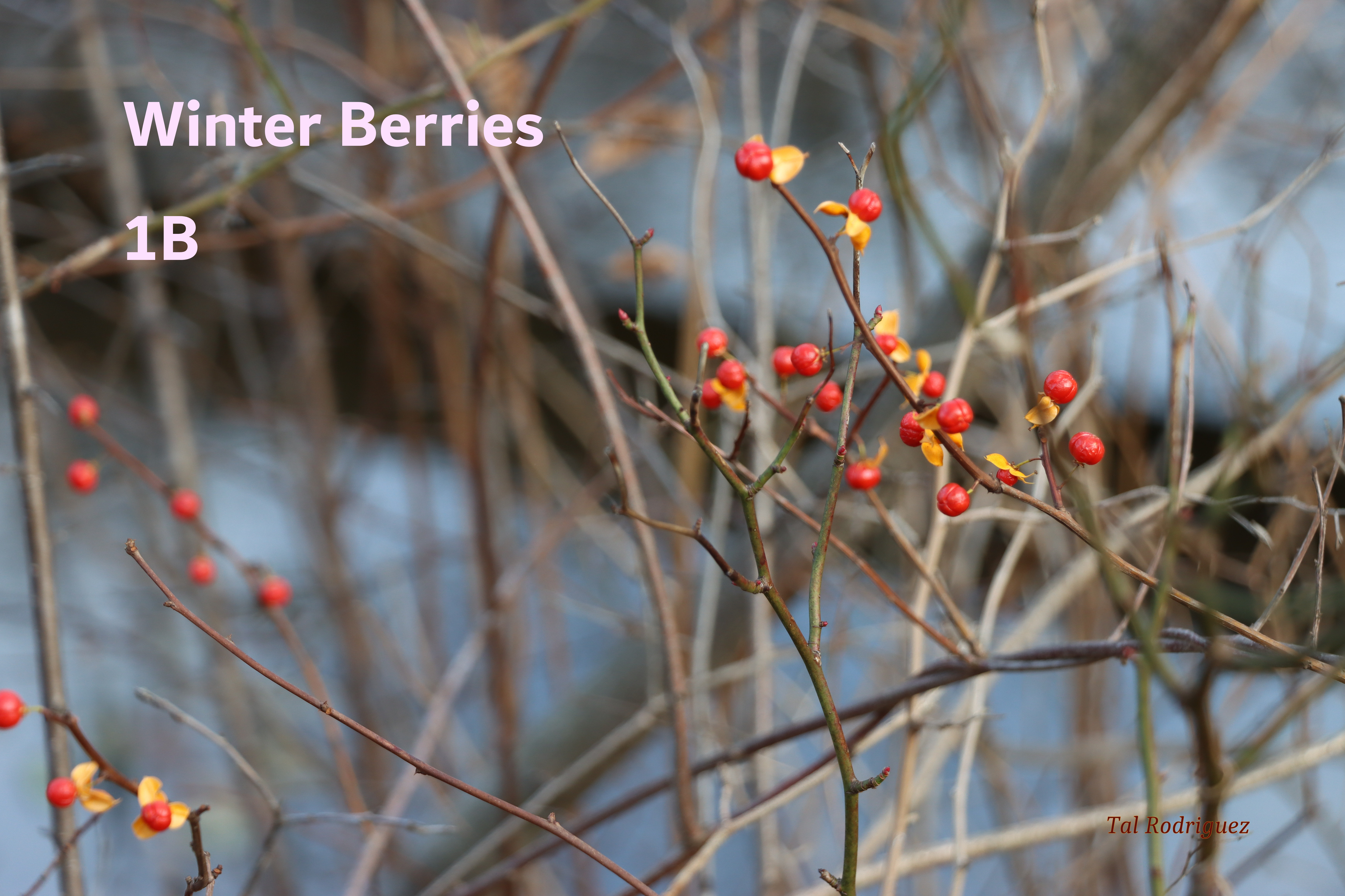 Series - Winter Berries