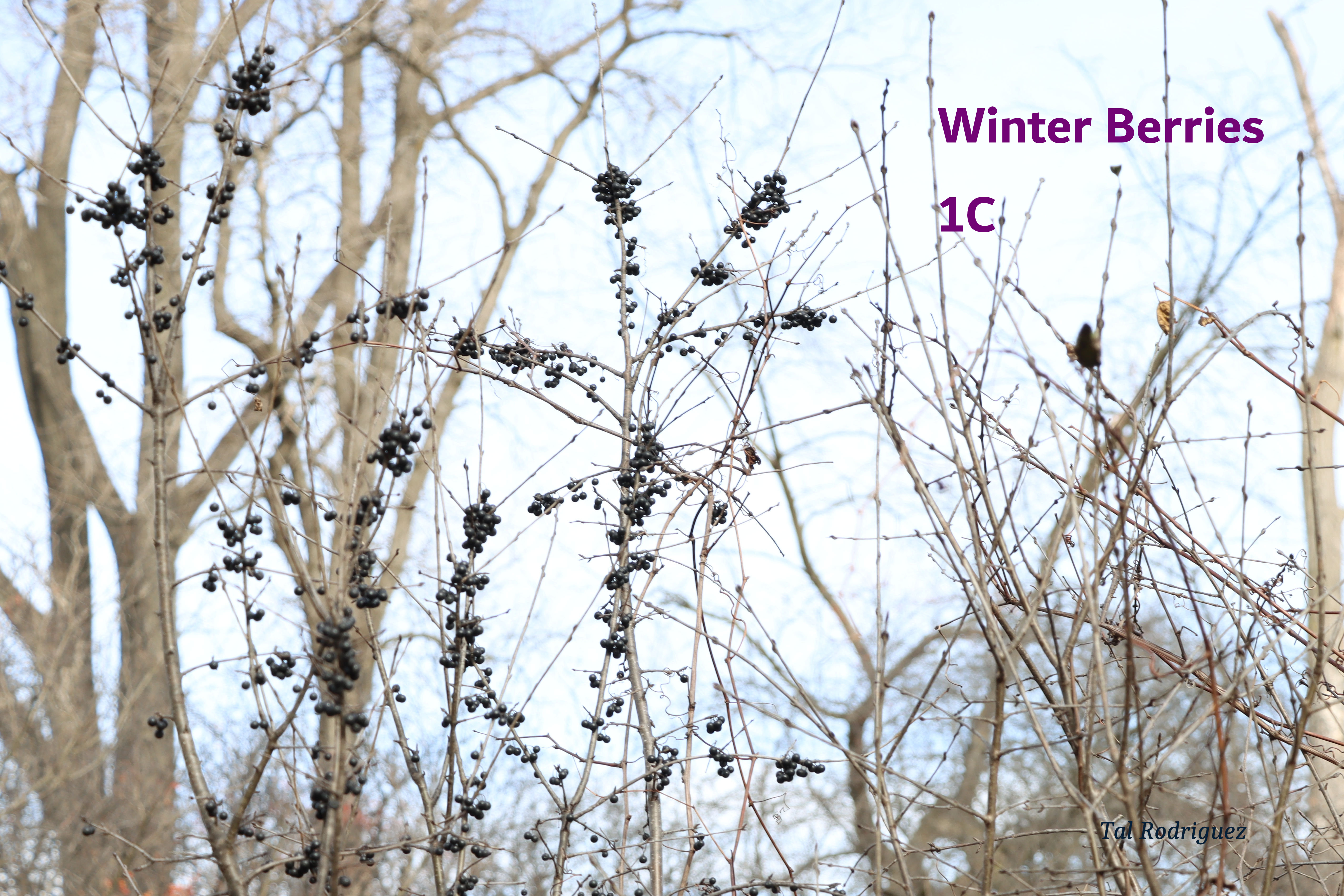 Series - Winter Berries