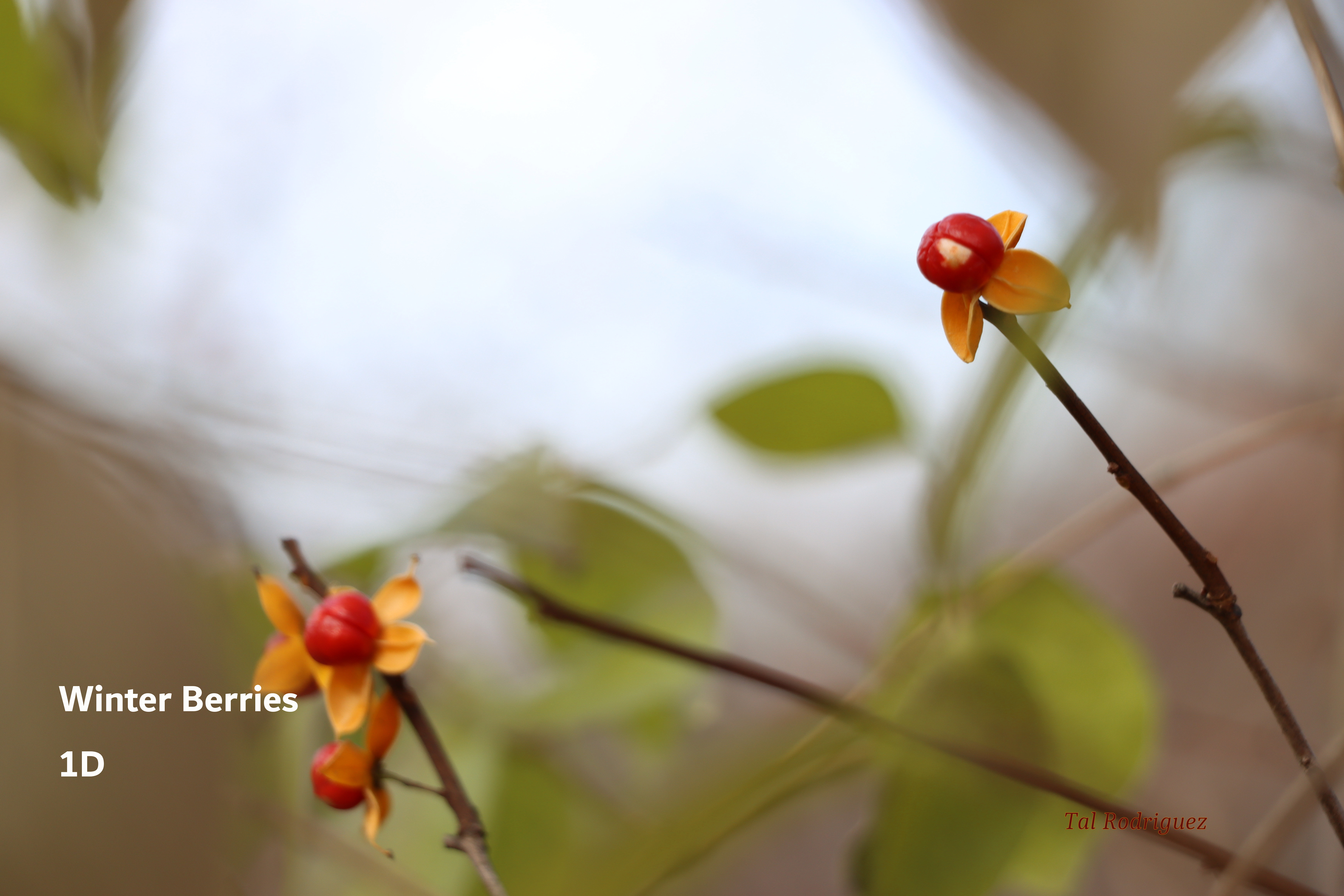 Series - Winter Berries