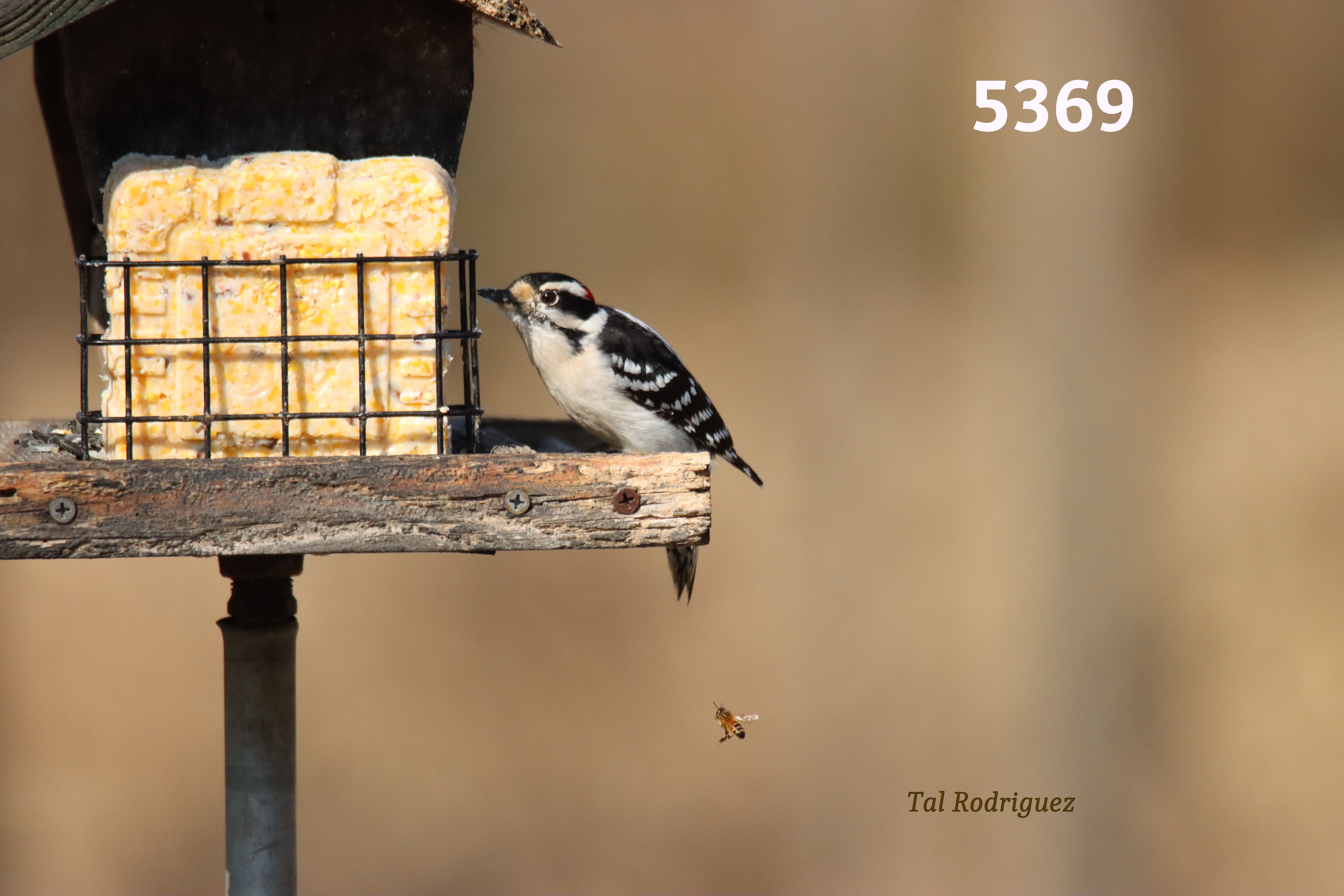 5369-5371 The Bird and the Bee (3 Photo Series)