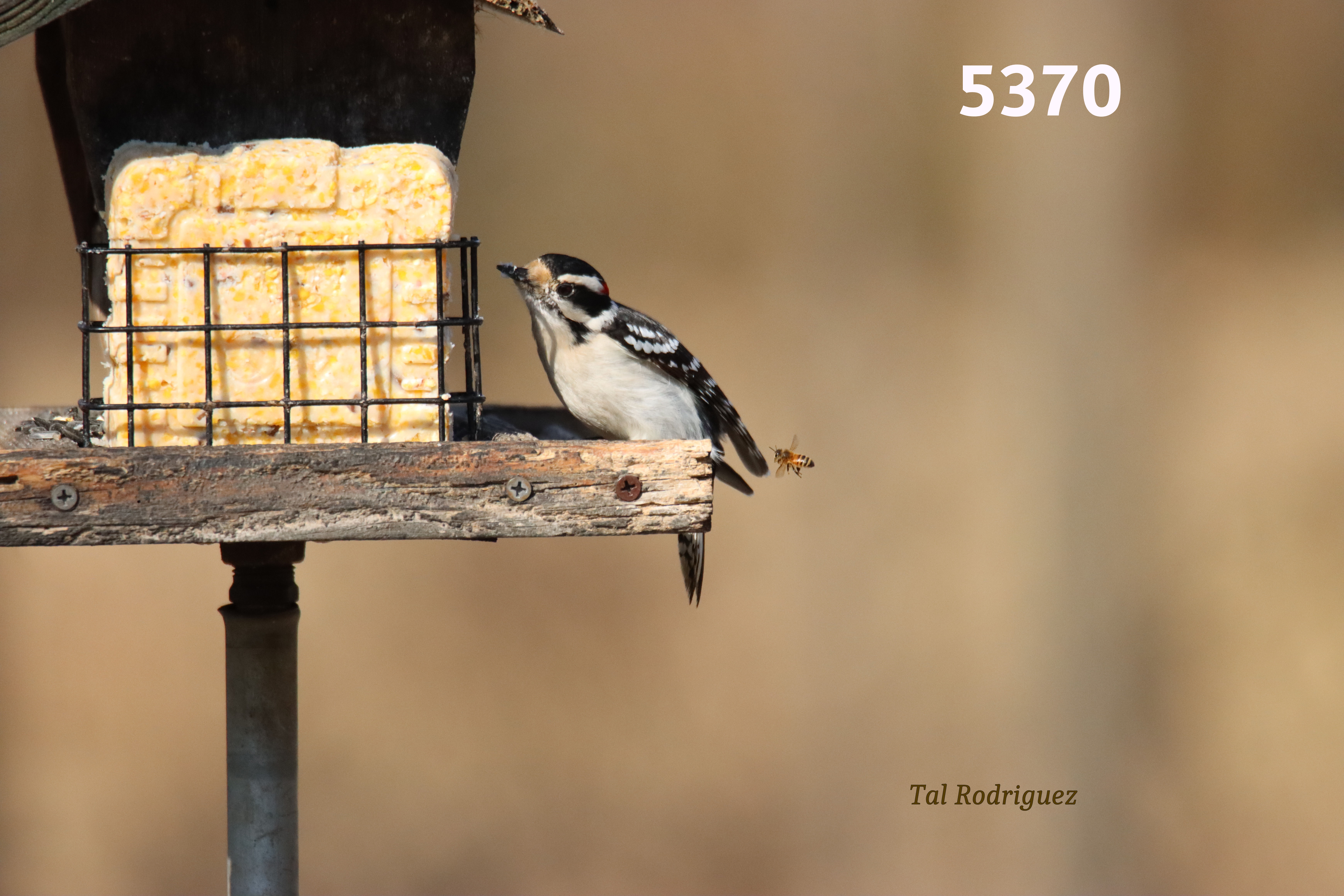 5369-5371 The Bird and the Bee (3 Photo Series)