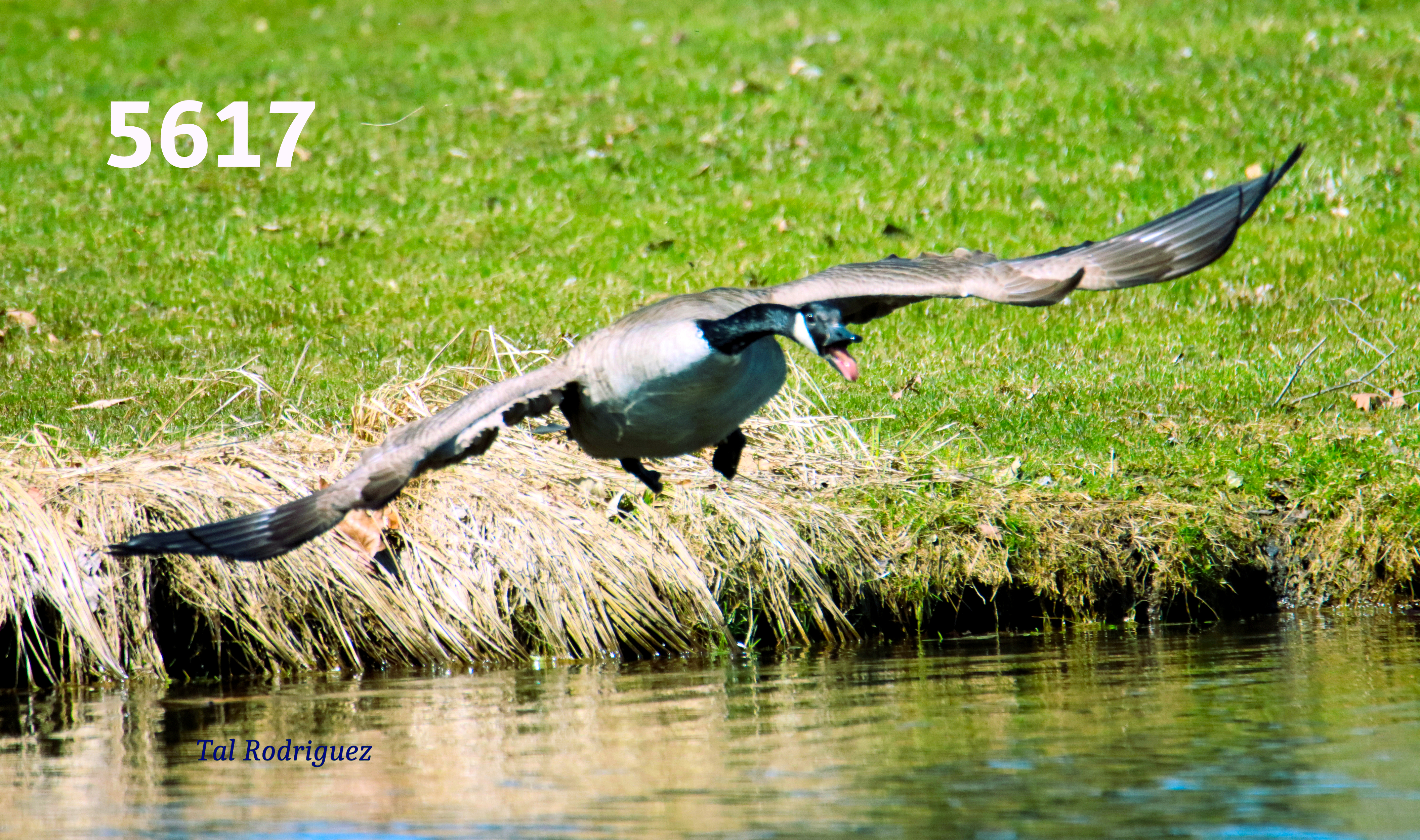 5000 Series - Goose Spreading Wings (3 Photo Series)