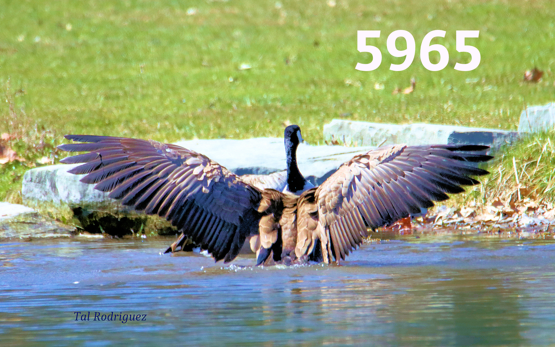 5000 Series - Goose Spreading Wings (3 Photo Series)