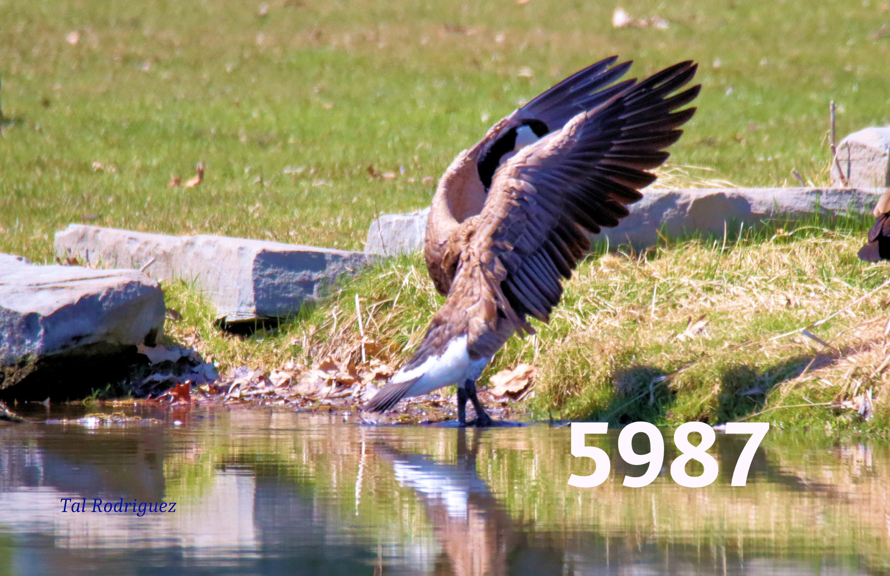 5000 Series - Goose Spreading Wings (3 Photo Series)