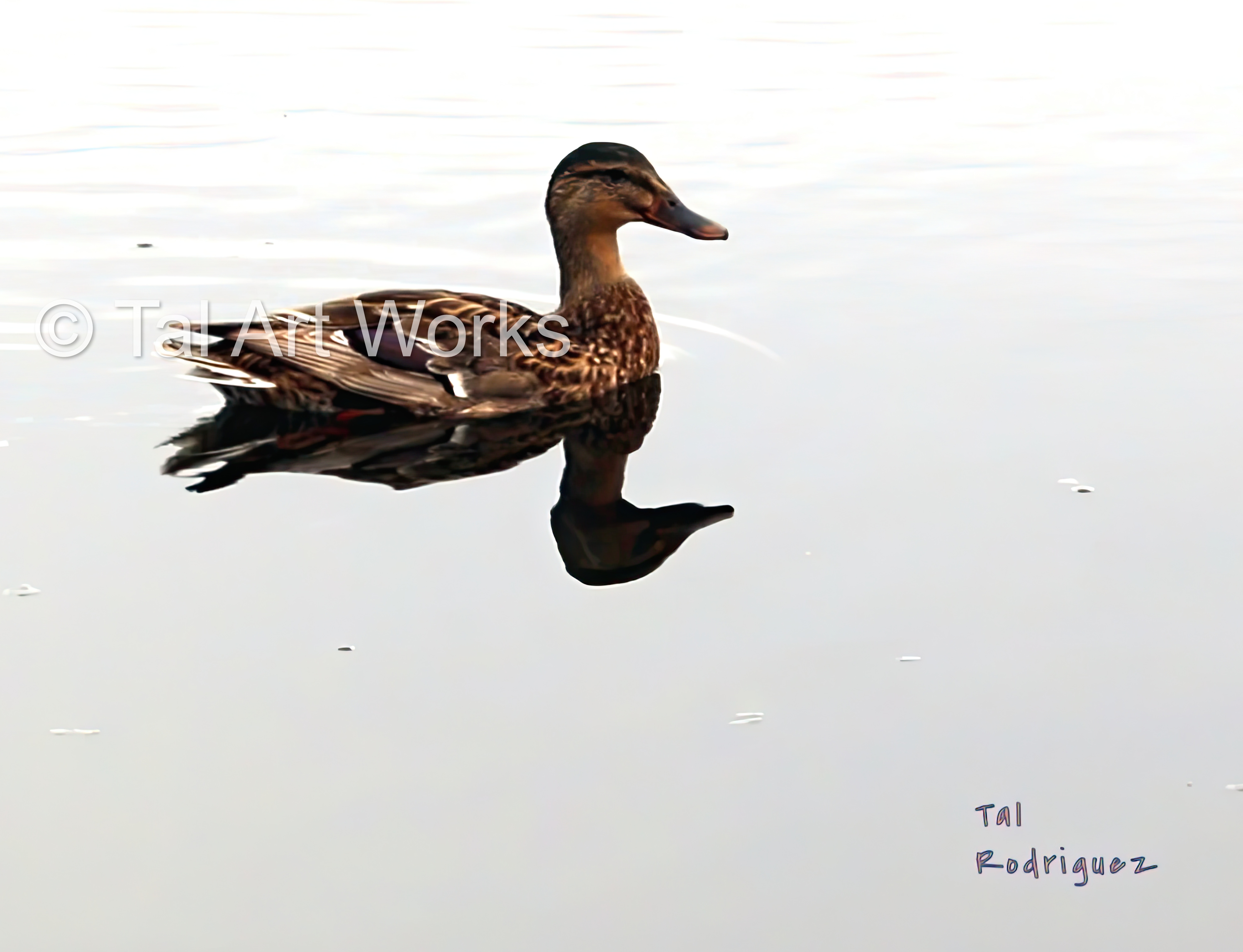 DOW 1 - A Duck's Reflection