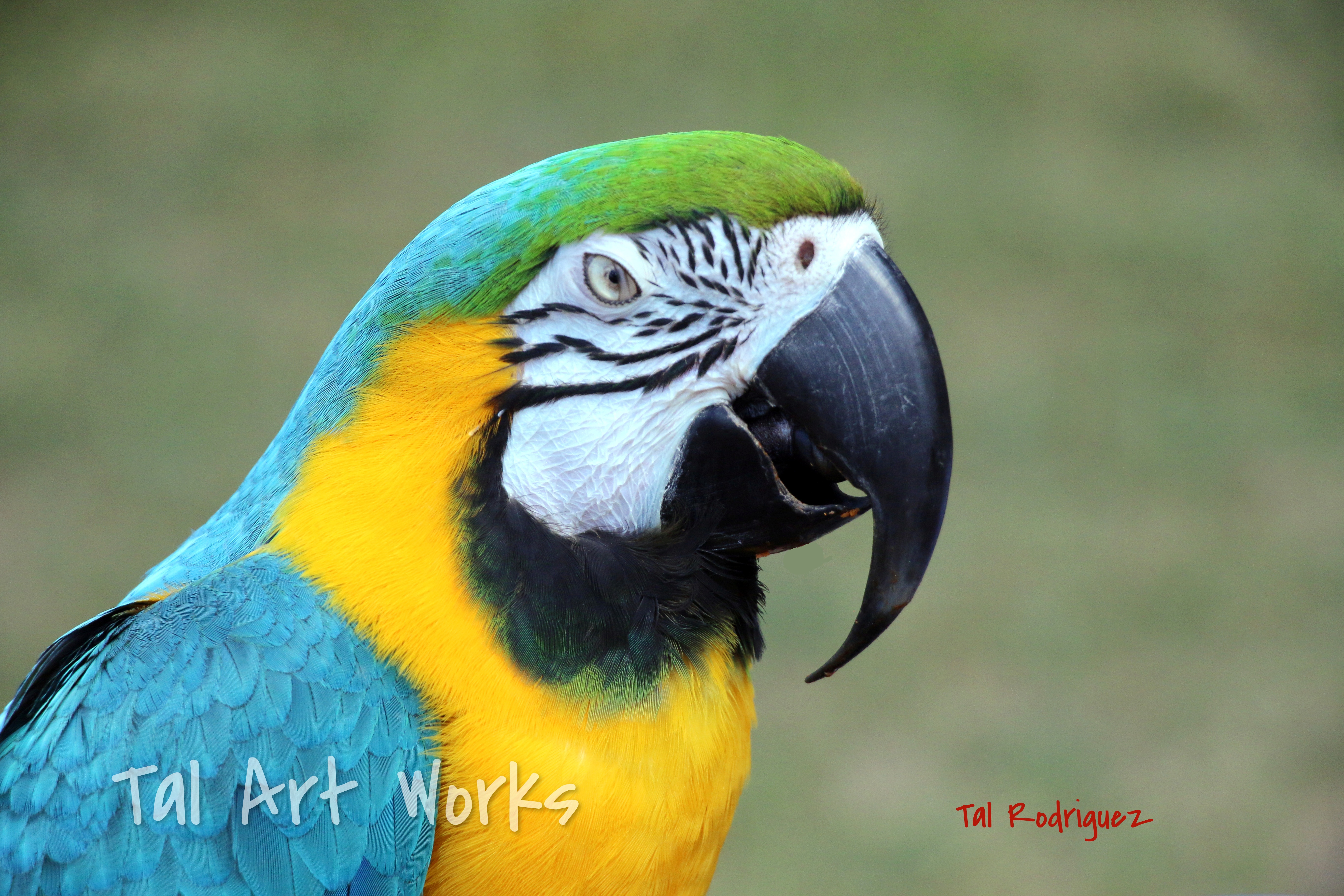 0112 - Blue and Gold Macaw
